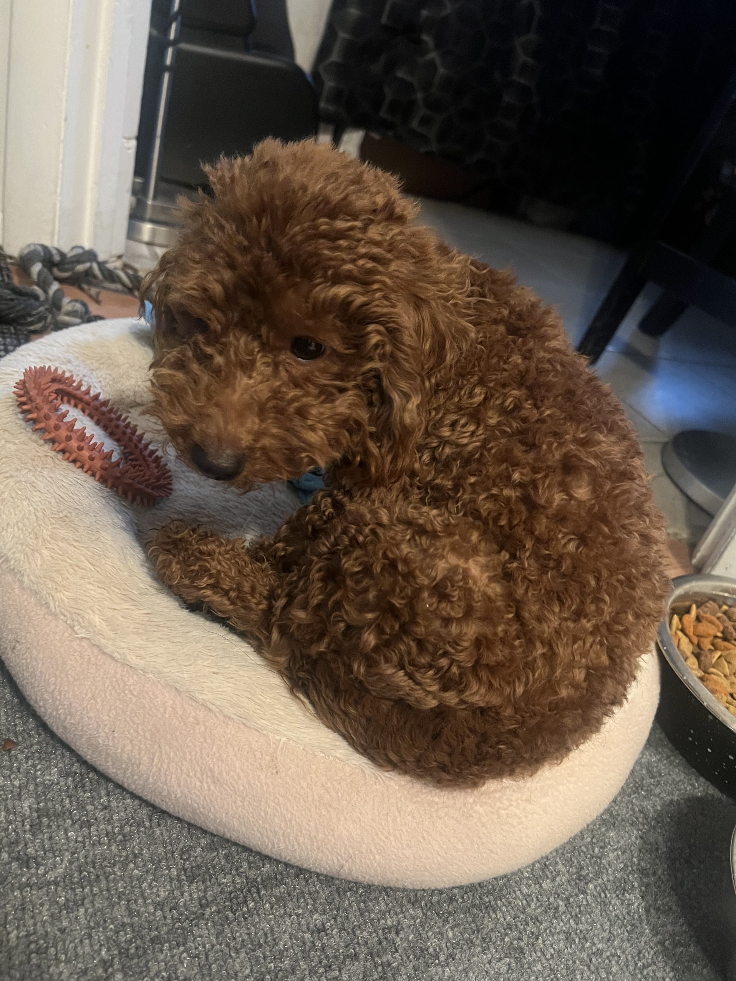 I wanted to express my deepest gratitude for your generous donation towards my playful and loving puppy Apricot's  fractured leg surgery.