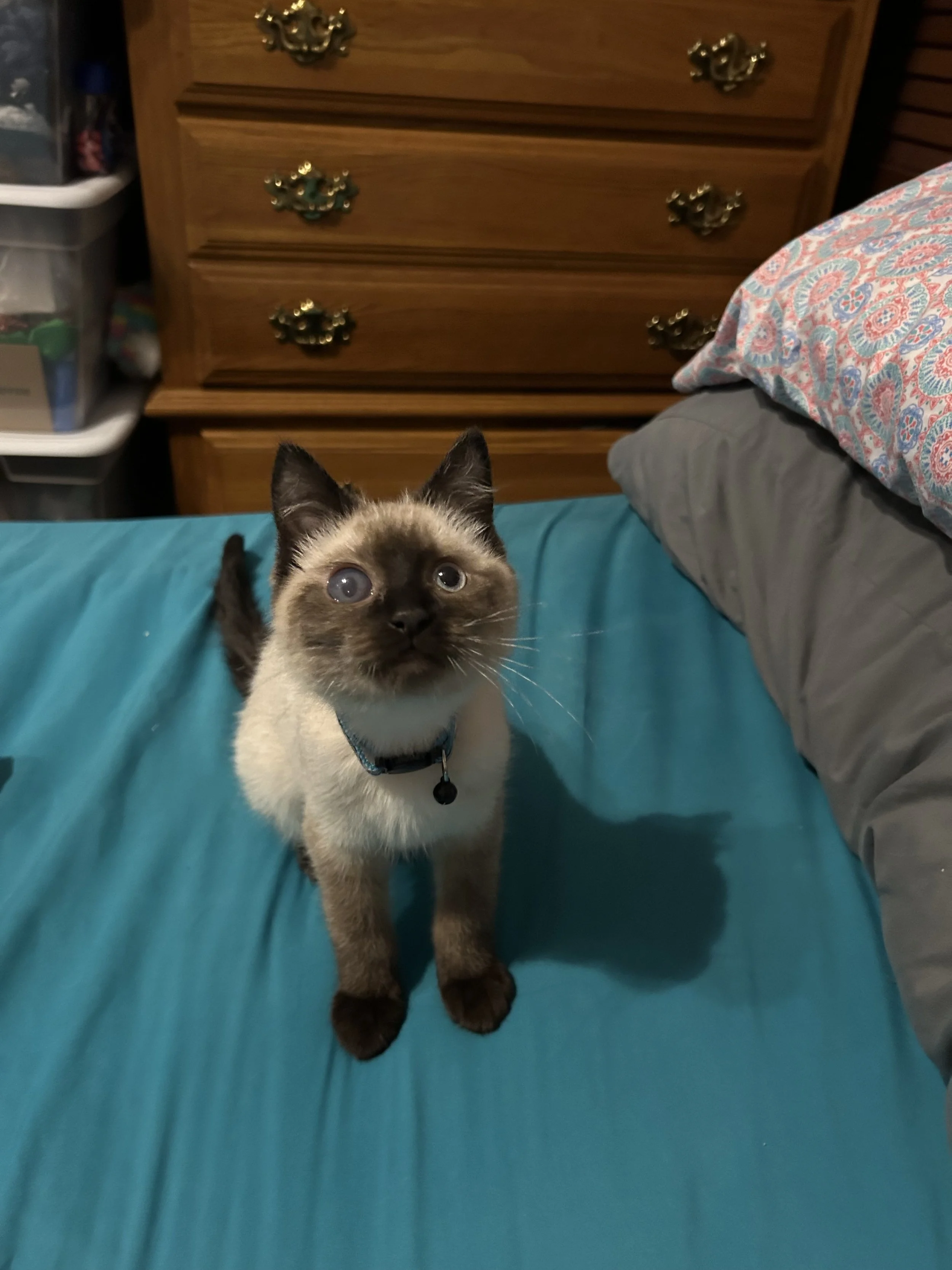 Thank you so much for helping me cover my kitten Loki's  surgery cost.