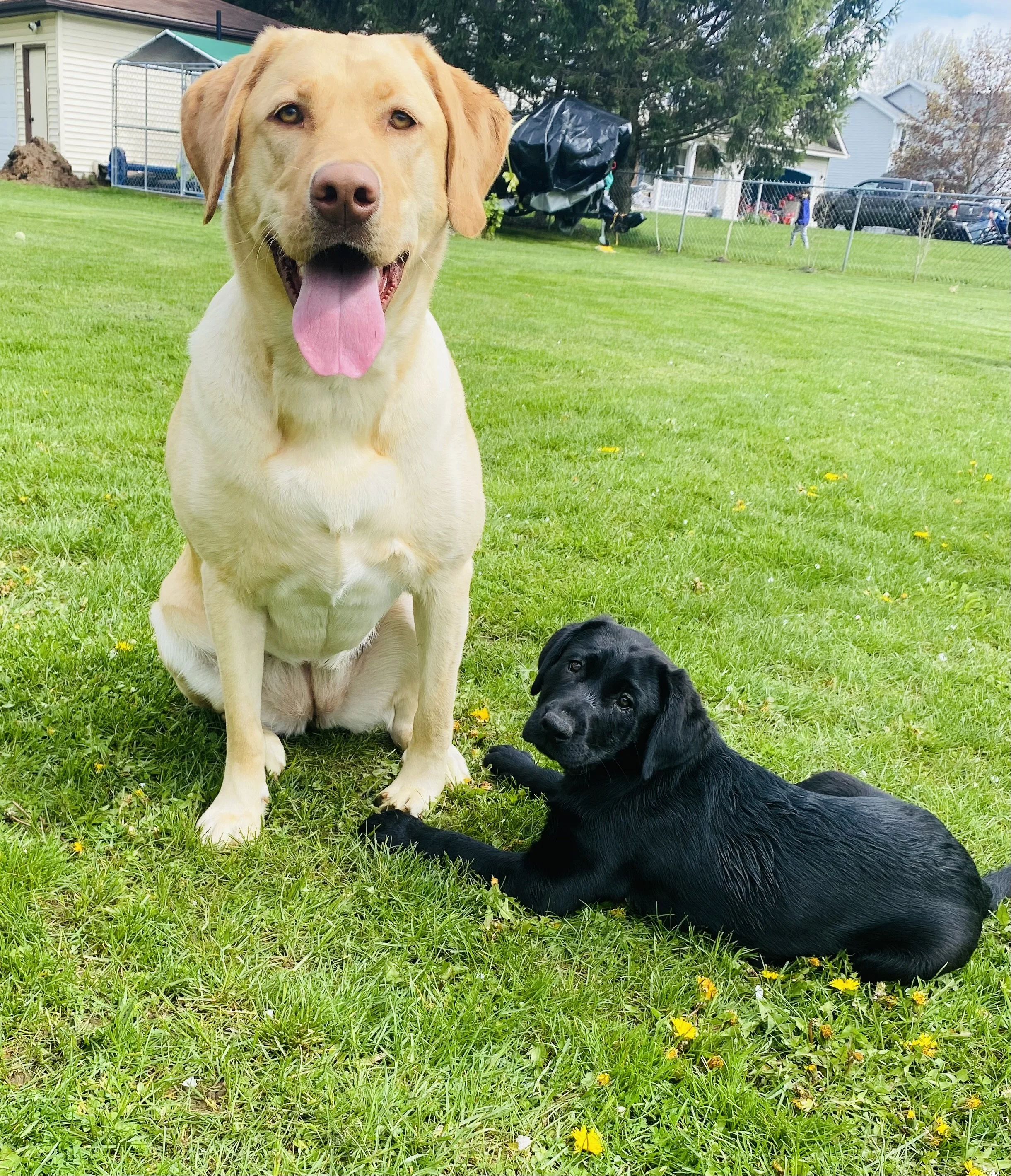 Thank you so much Frankie’s Friends for your contribution towards Molly’s surgery.