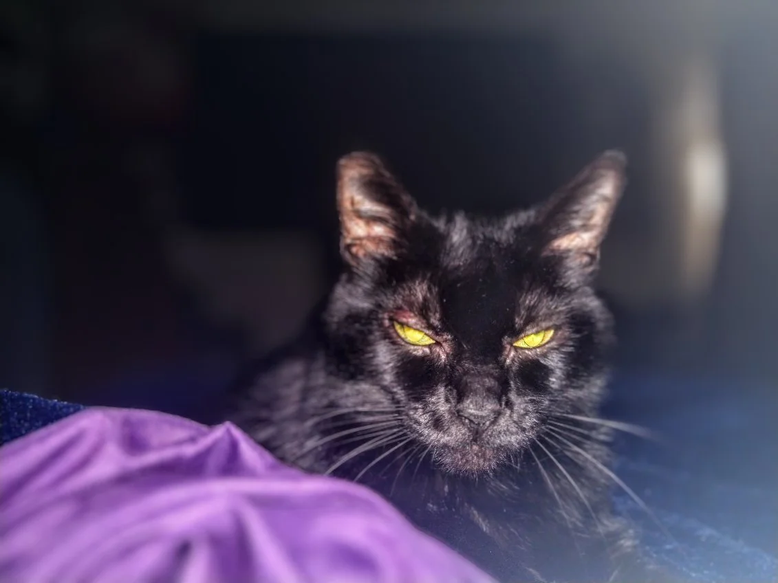 My Cat Bugs has been there with me the last decade thru family losses, & all the challenges & hardships.