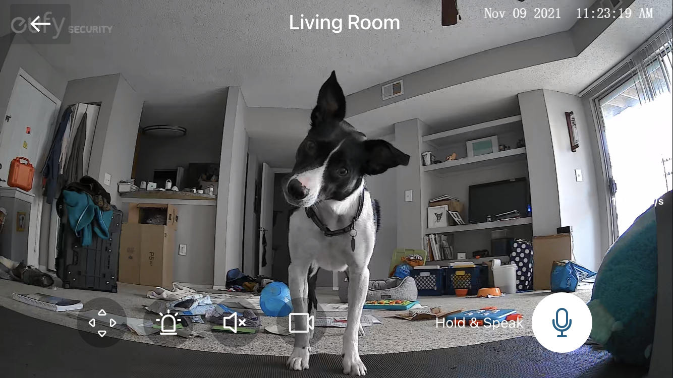 Dixie is still undergoing chemotherapy and she is a happy girl.  We have you to thank for that!