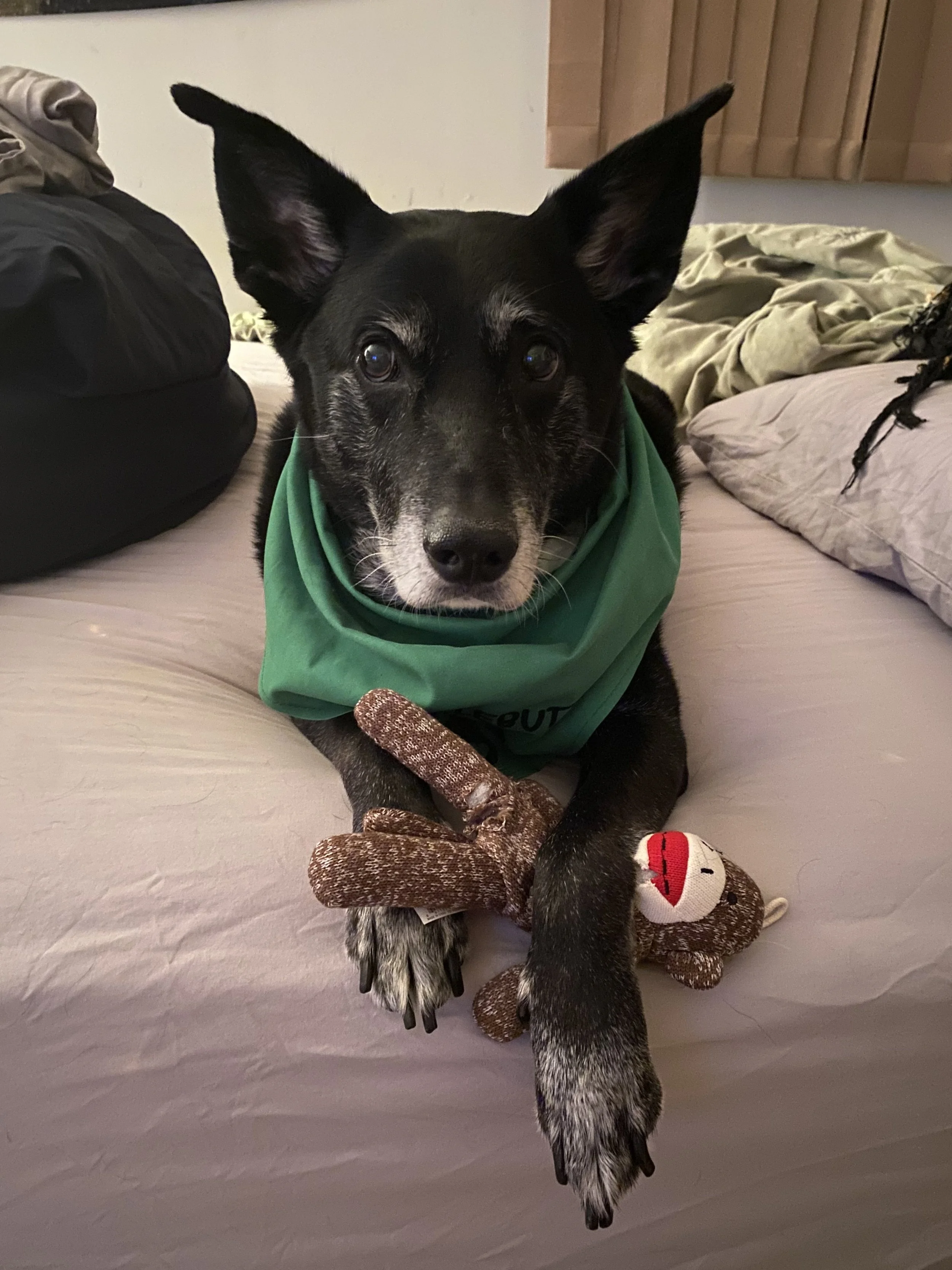 Echo is the definition of the best boy.