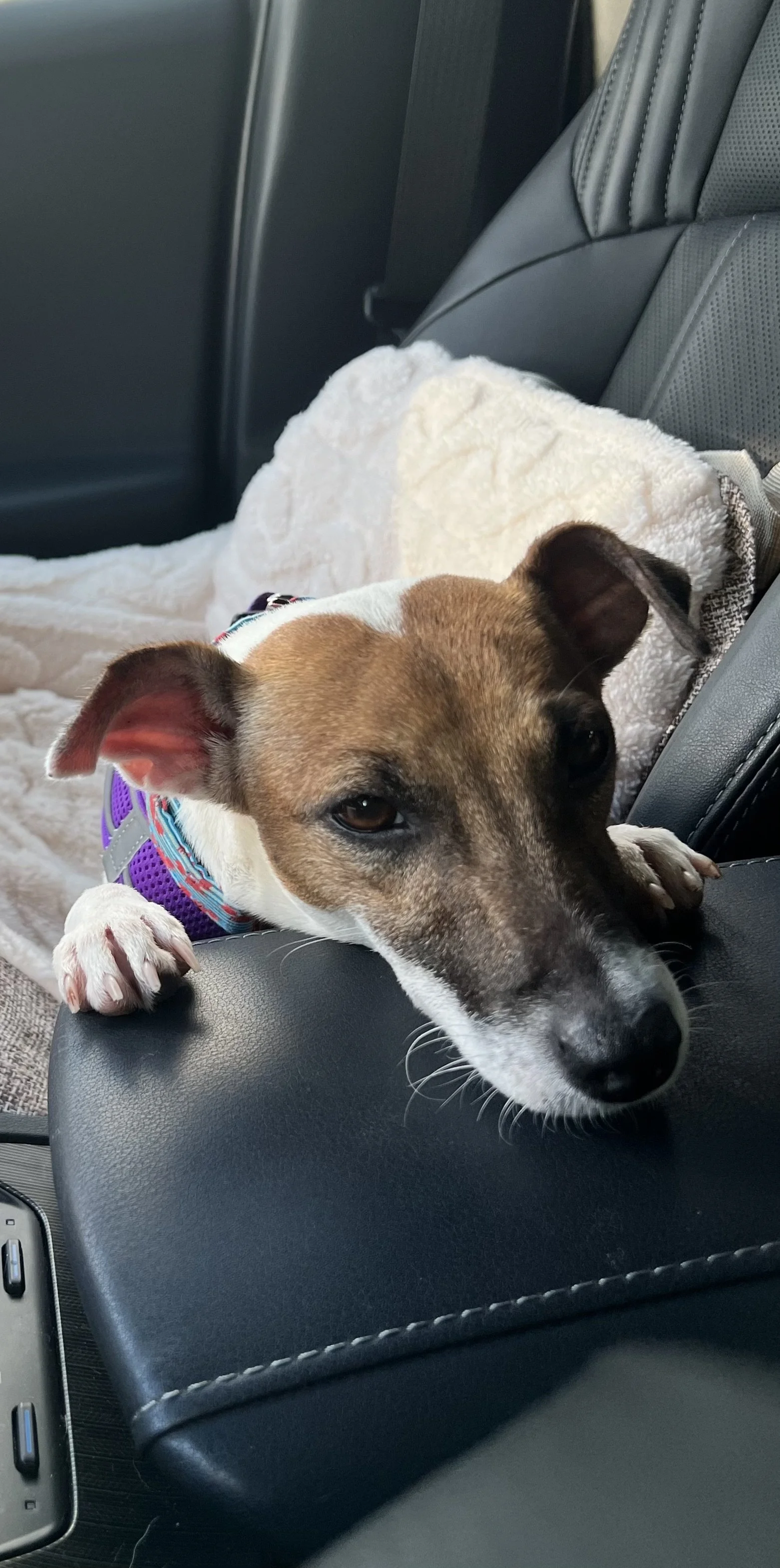 Rosie would never be able to have FHO surgery without the help of Frankies Friends.