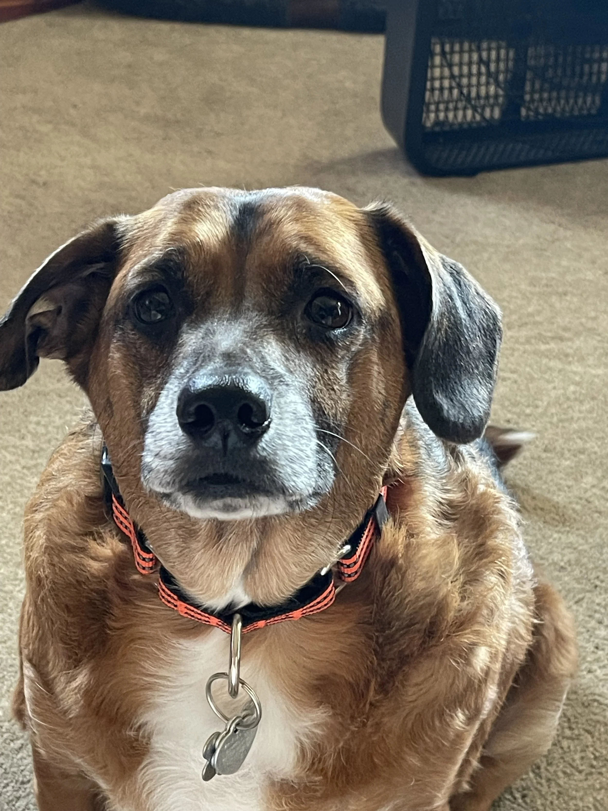 Kam is special because I picked him out to help in my mental support when I became severely ill 5 years ago.