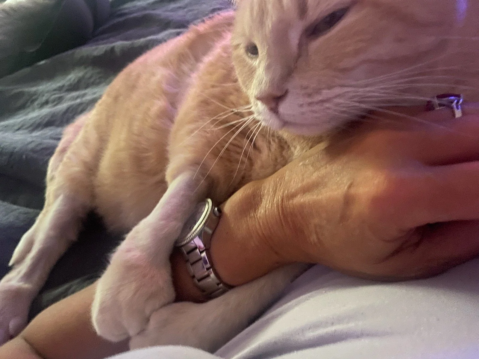 Bigpaws means everything to me.