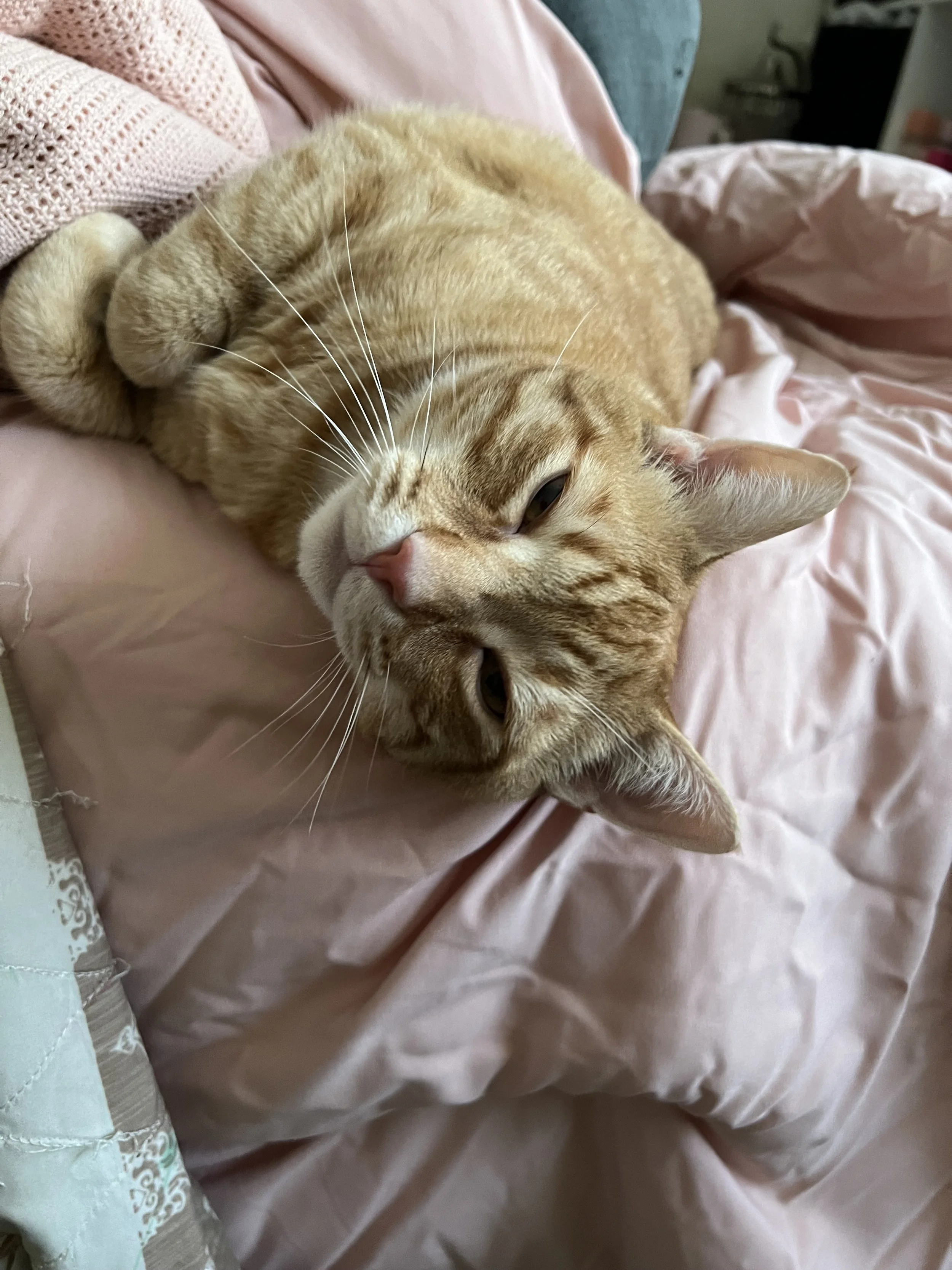 Barry is my emotional support cat and I love him very dearly.