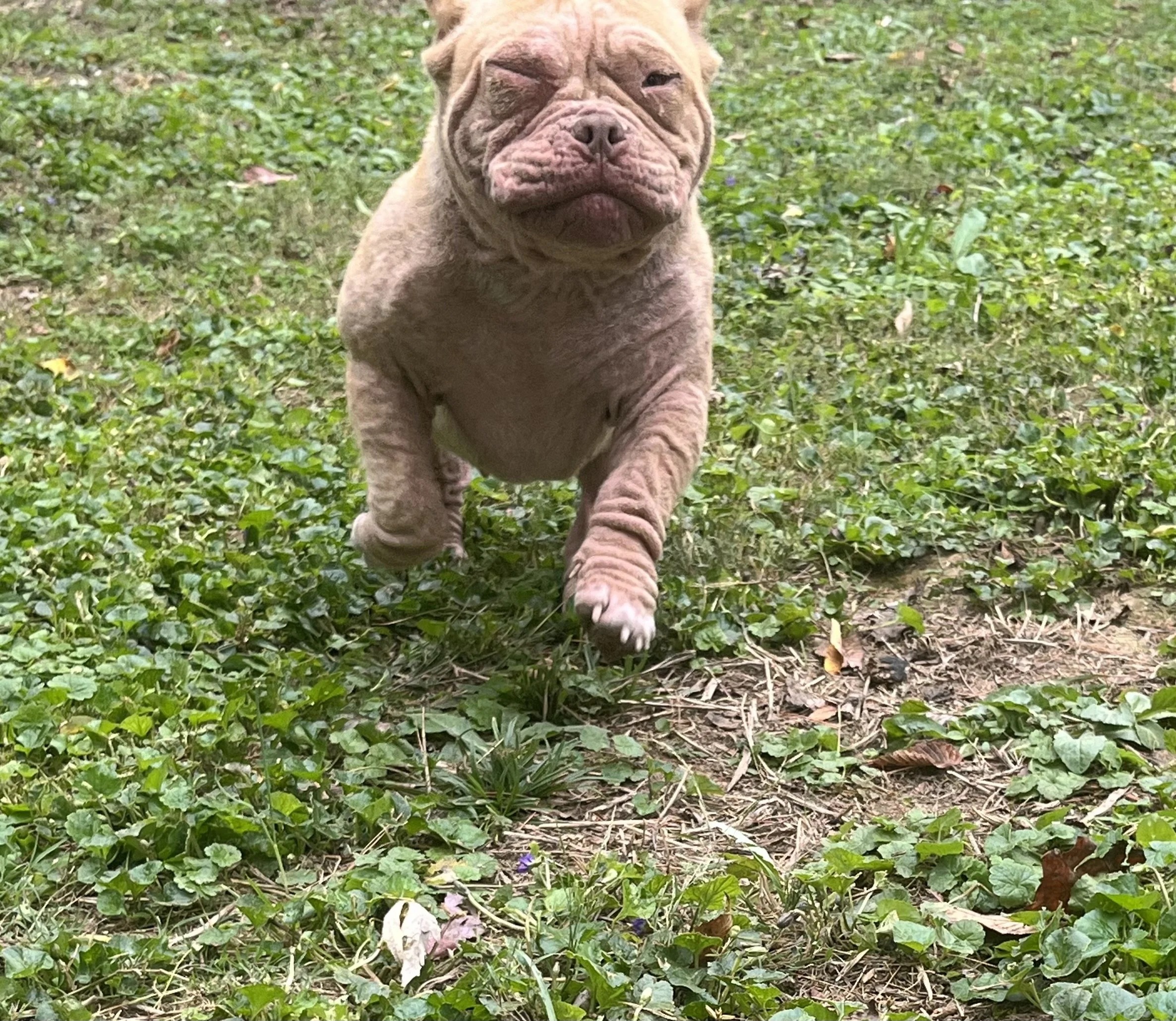 Dough Baby isn't just a dog; she is part of our family