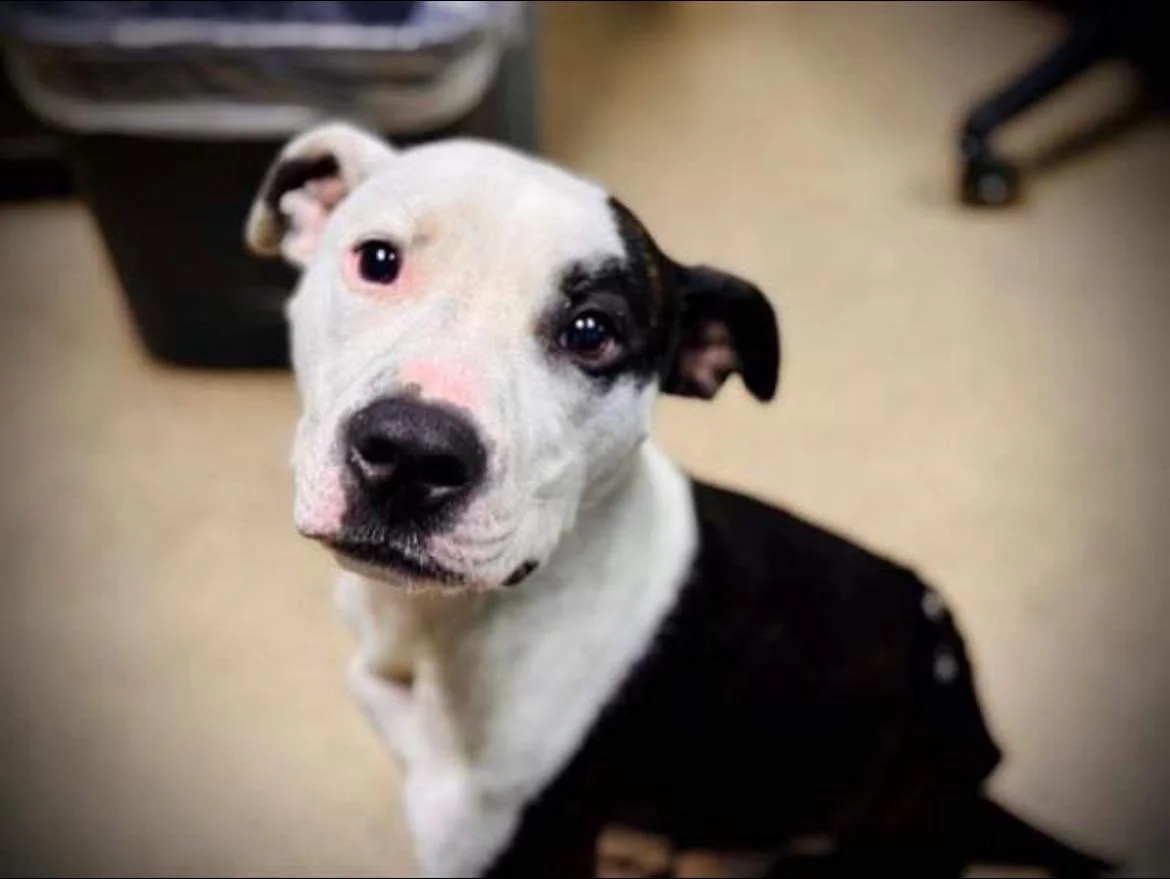 Thank you for helping us save Nemo