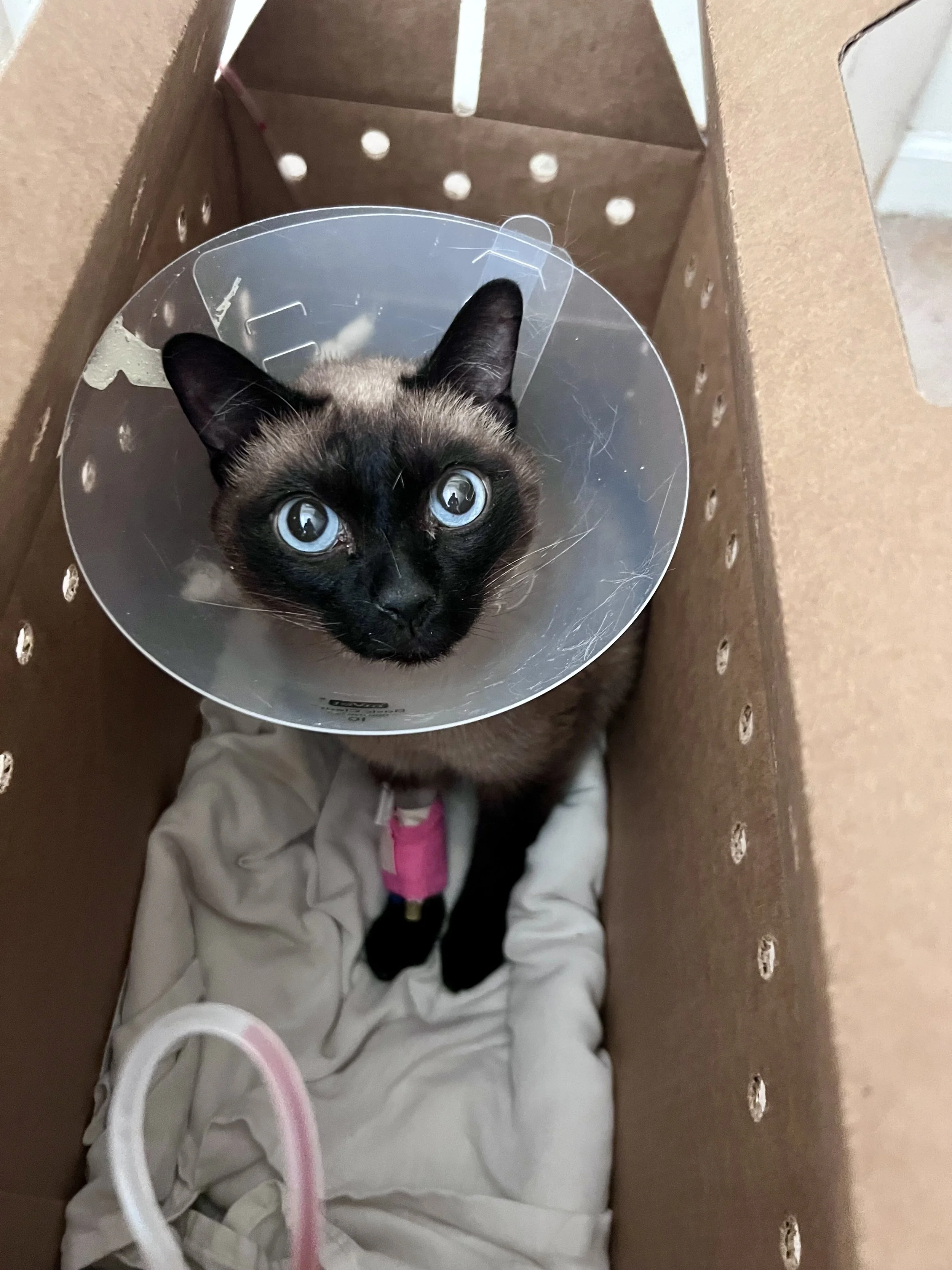 It means the world to us to have assistance for Fendi's care