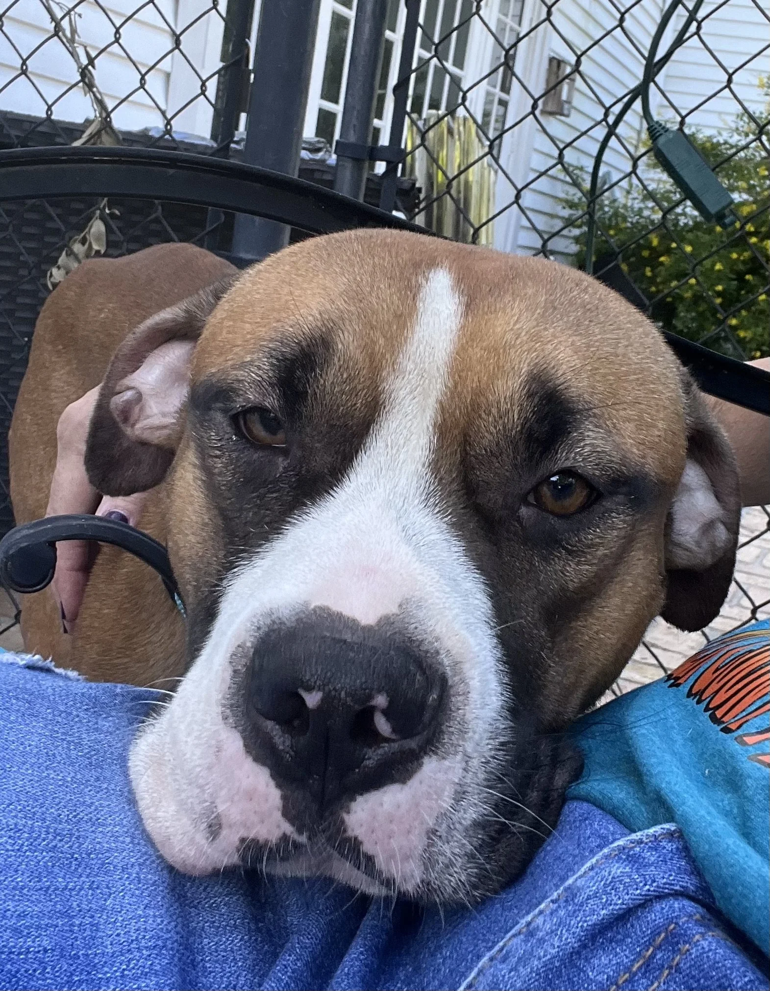 Gabe is a gentle hearted dog