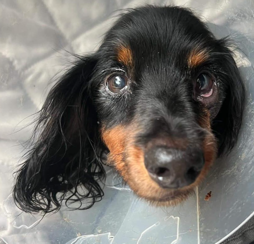 Harvey is a young and sweet little guy