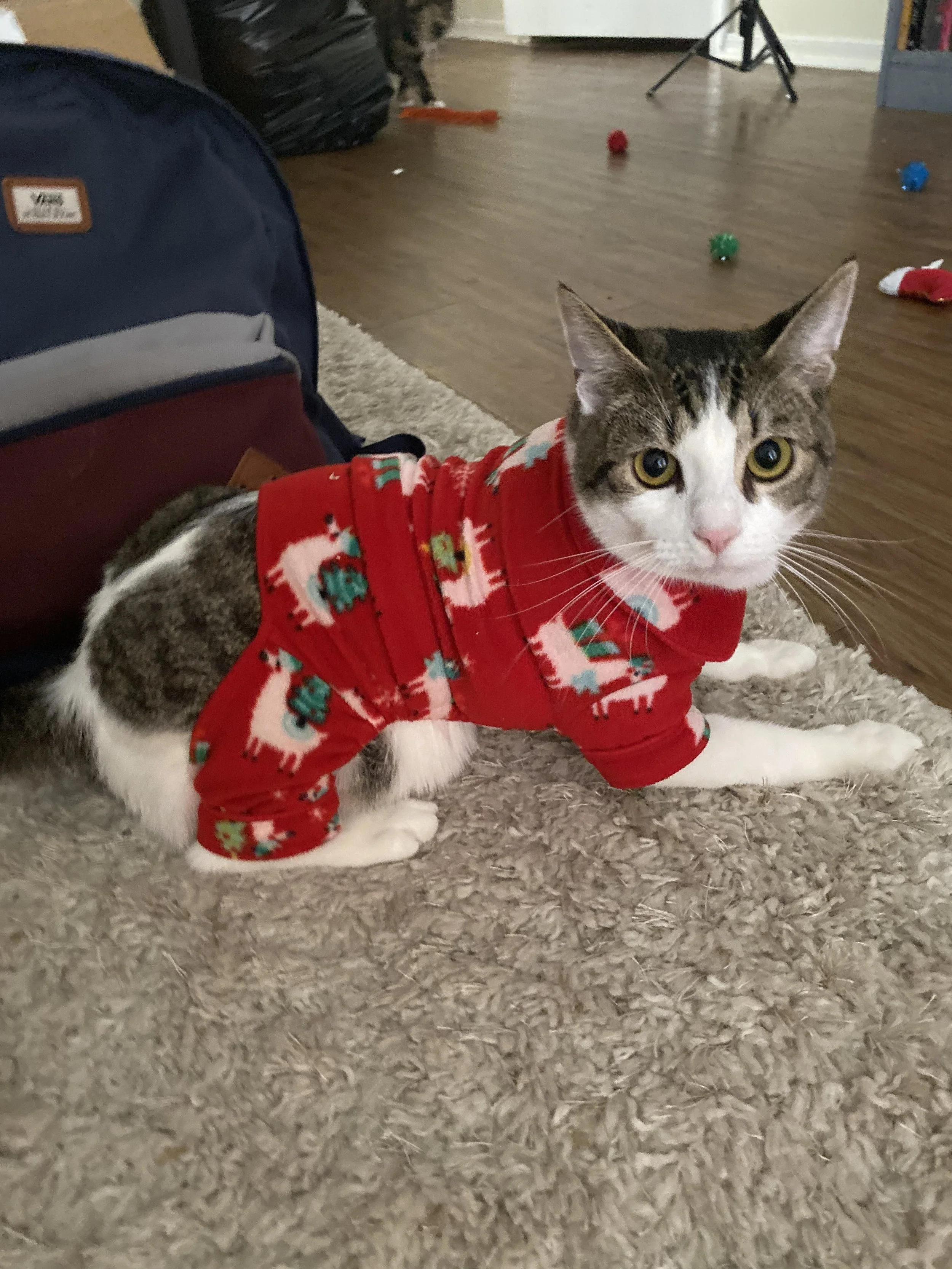 Bagel has a big personality