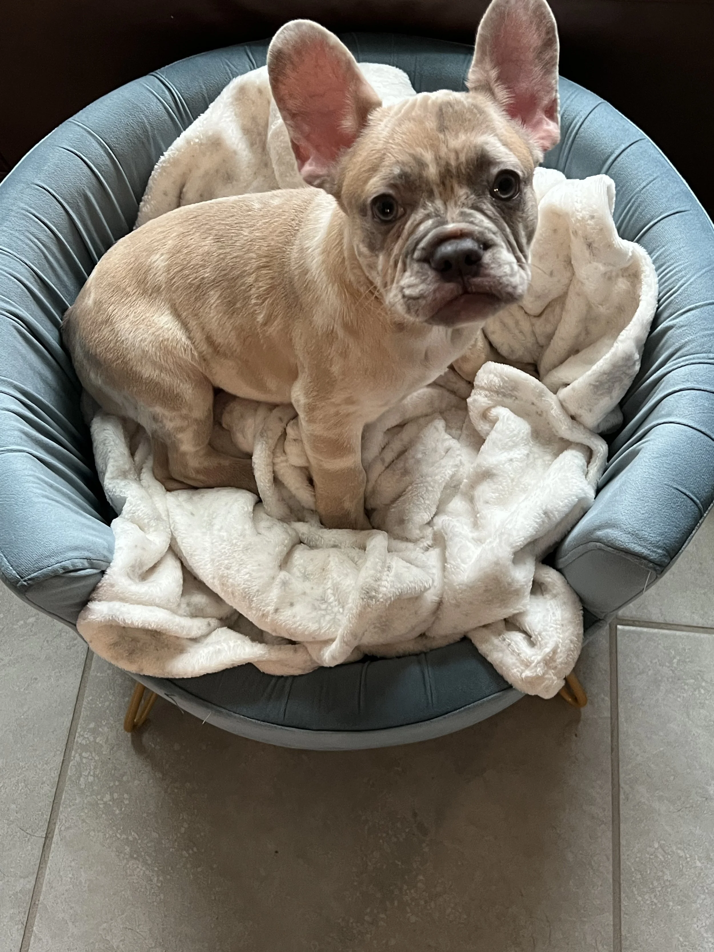 My Piglet can have a healthy normal life