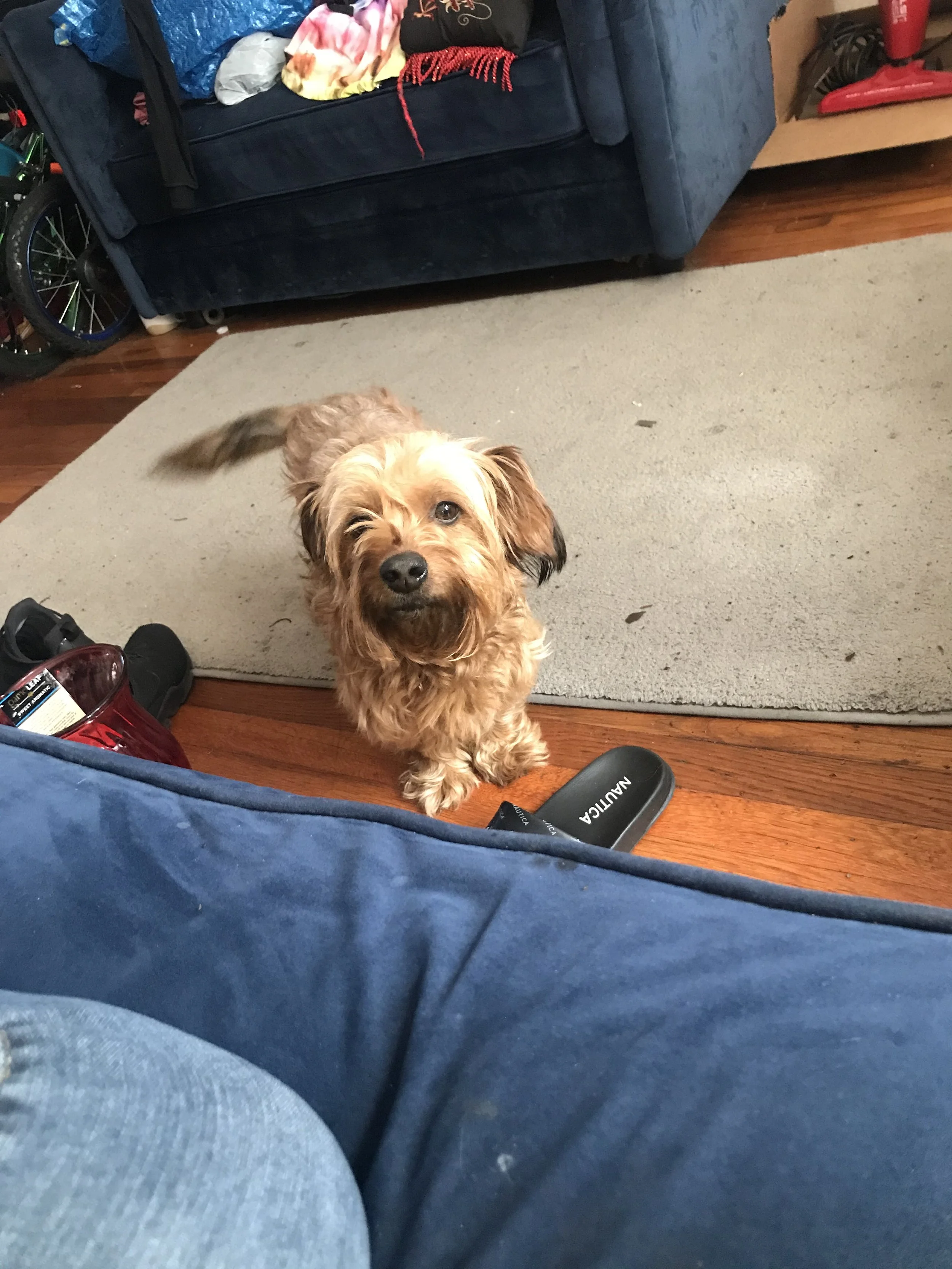 Rocky is not just a pet, he is my family