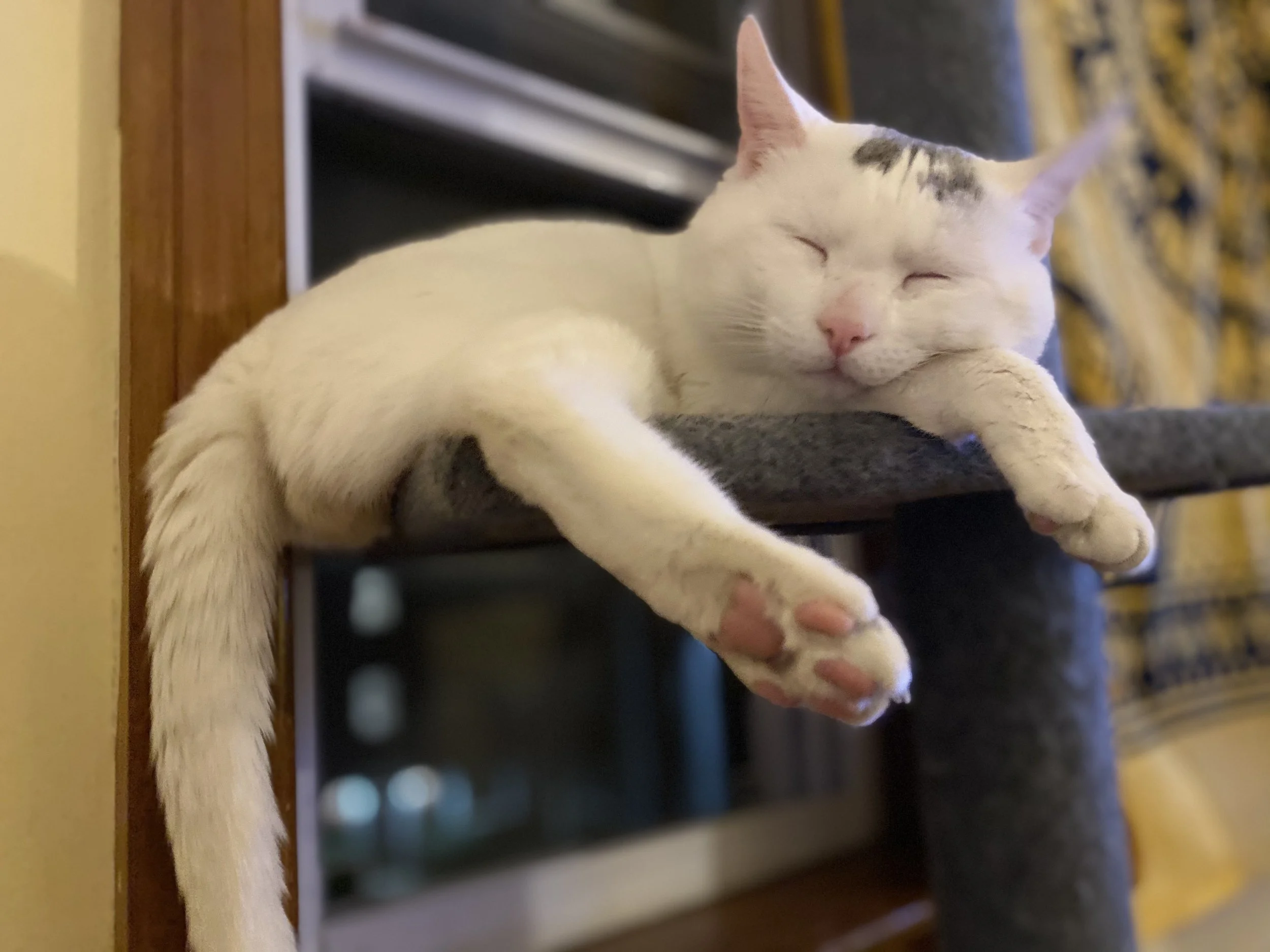 Thank you so much for help my sweet boy, Diego!