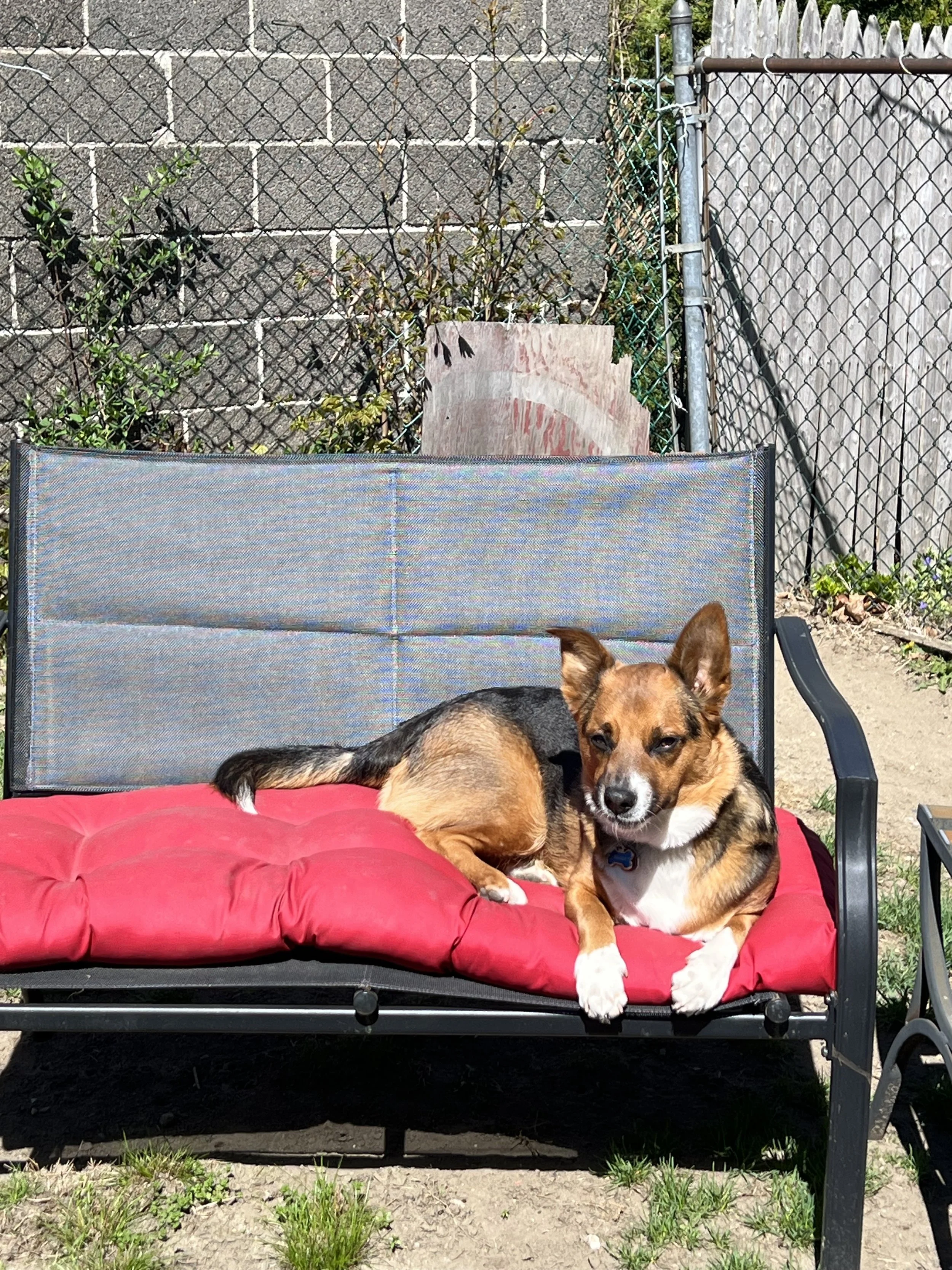Bulleit is a good boy.