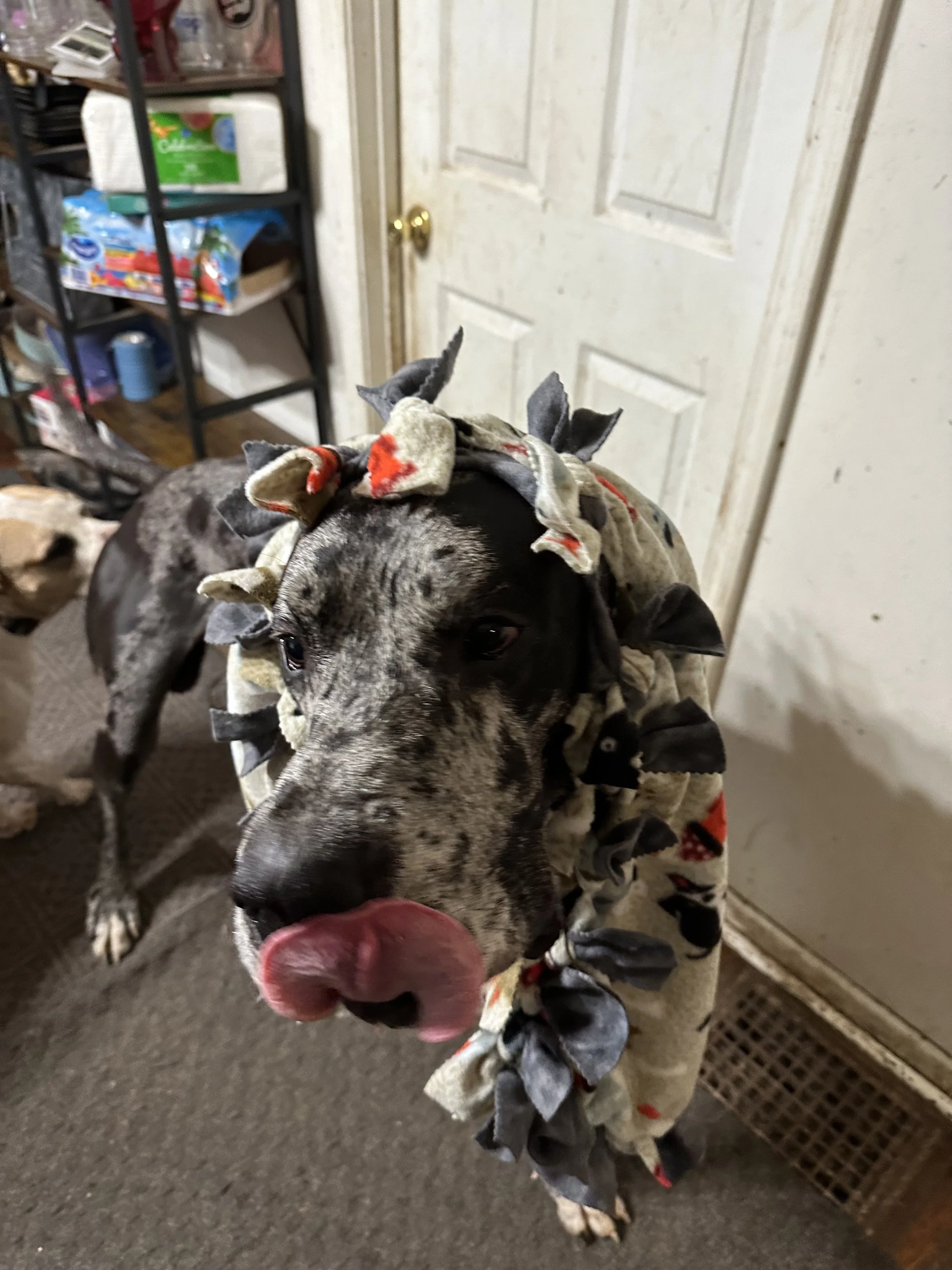 I have had Jackson Fudge since he was a baby.