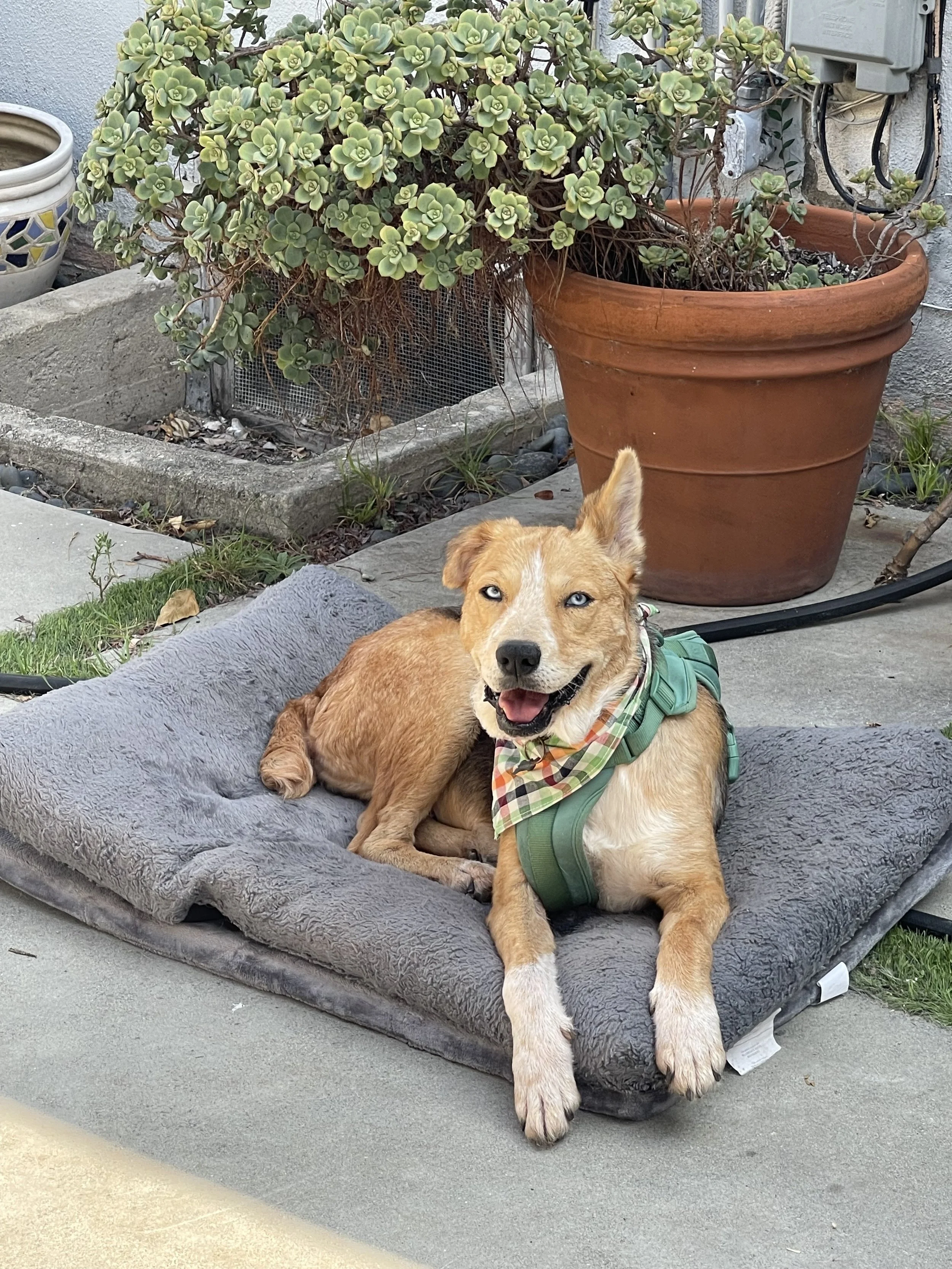 Sasha is more than just a pet.