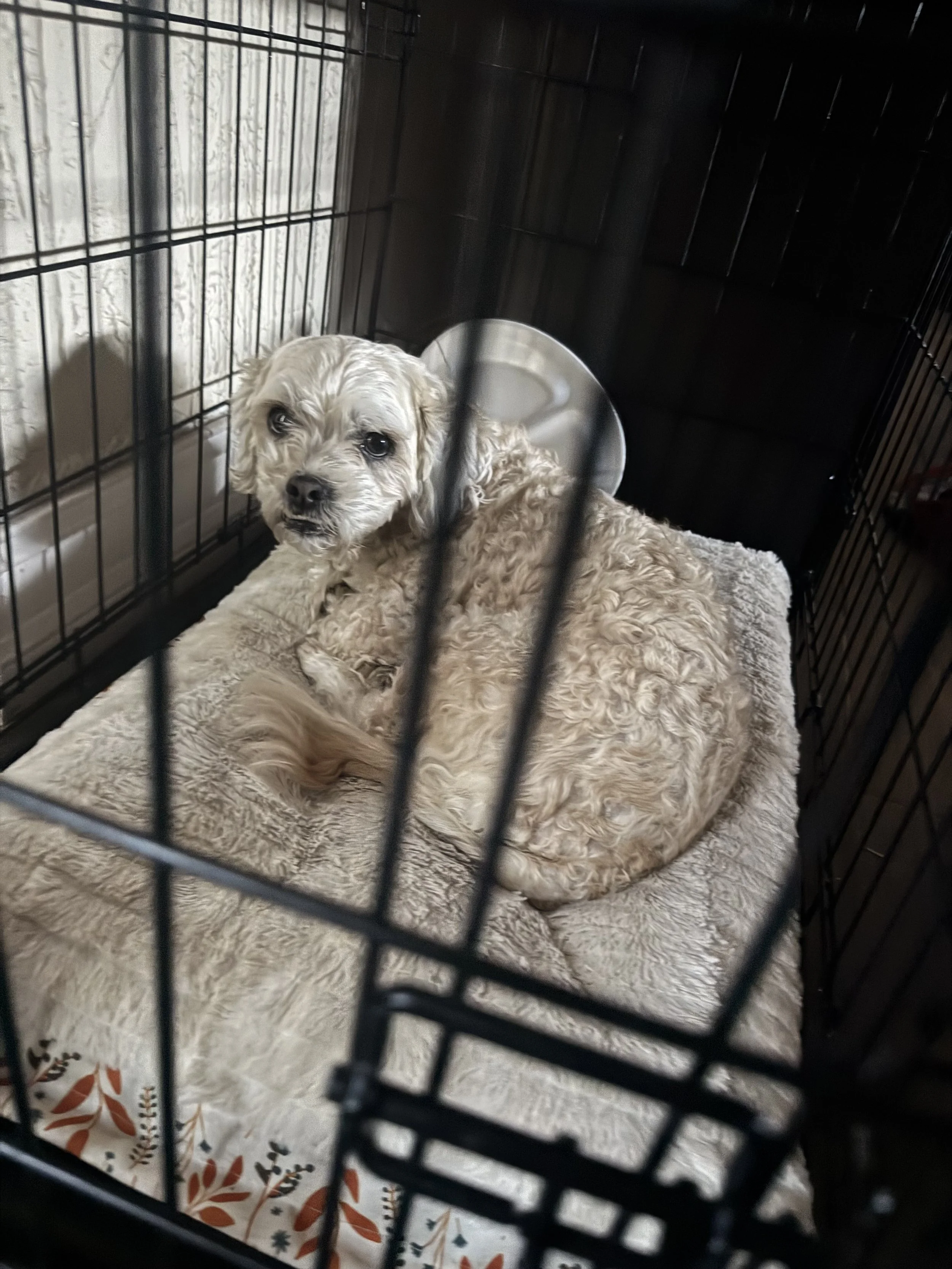 Mello is always so happy and playful.