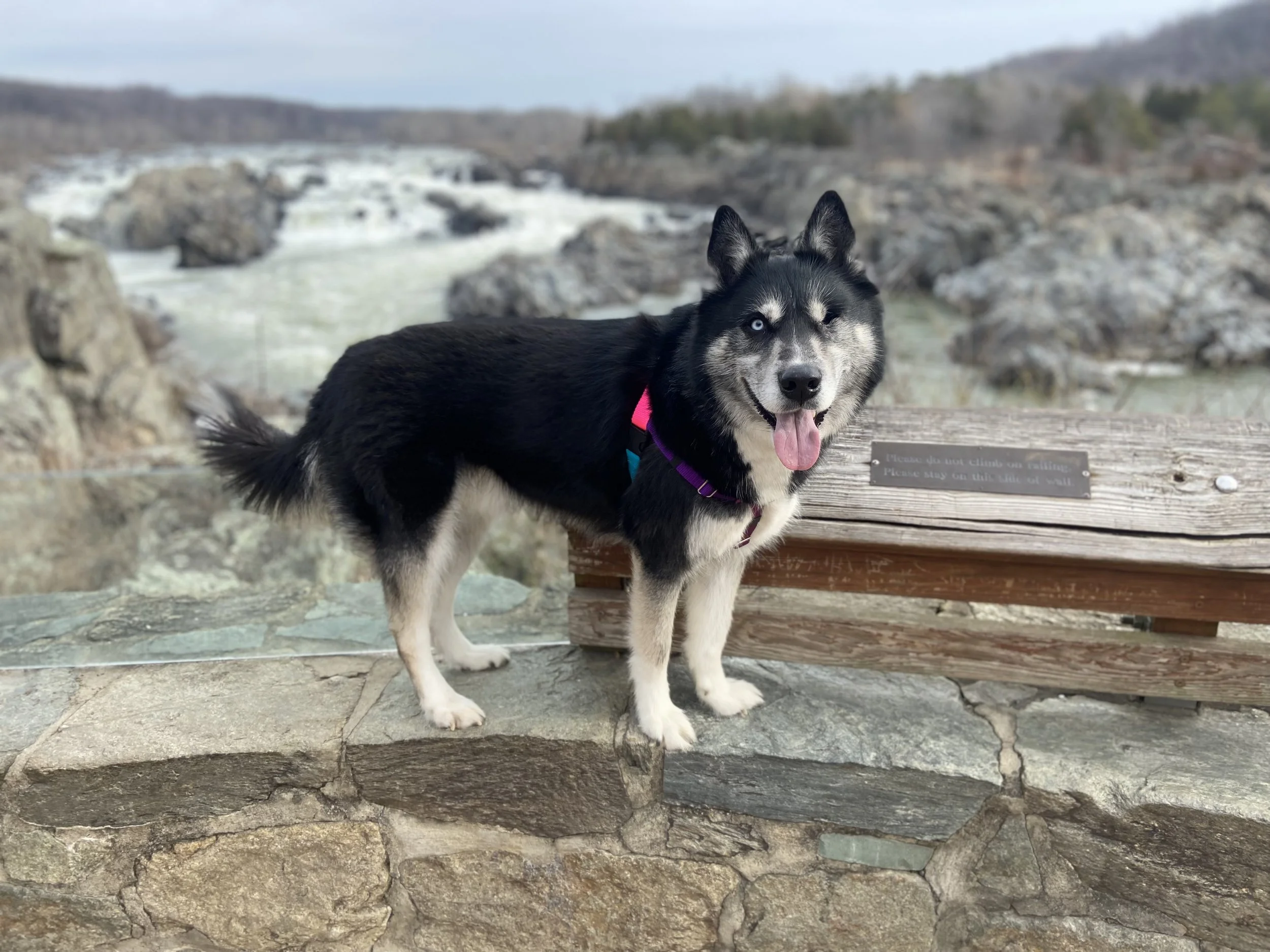 Vici receiving assistance for his surgery means the world to me.