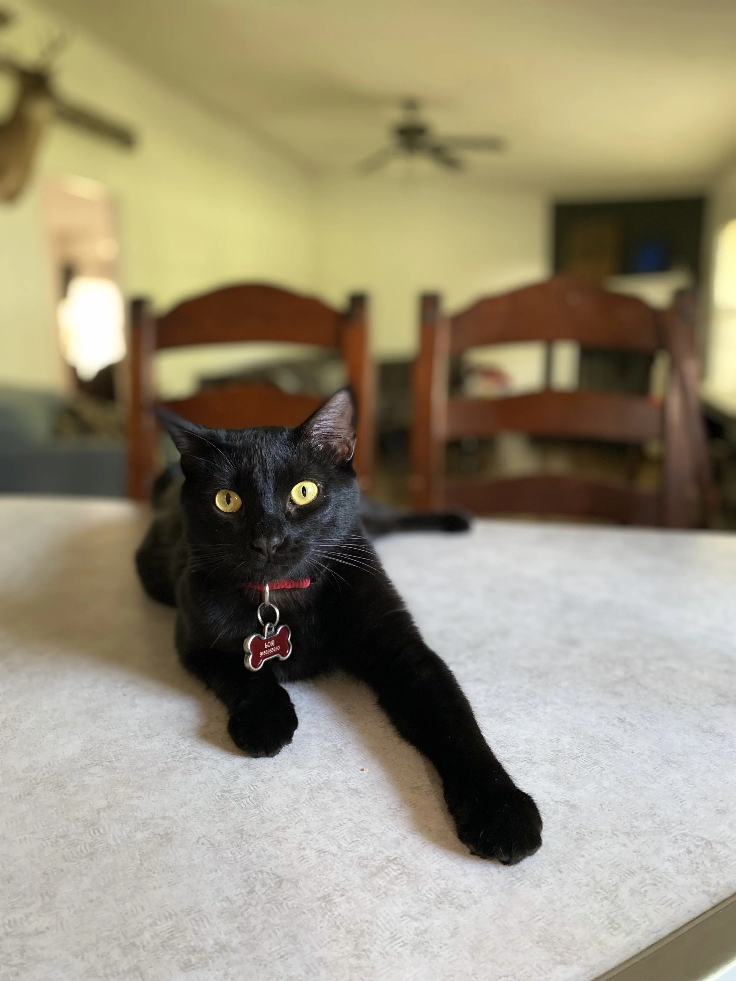 Your kindness and support absolutely mean everything to me and my beloved cat Loki.