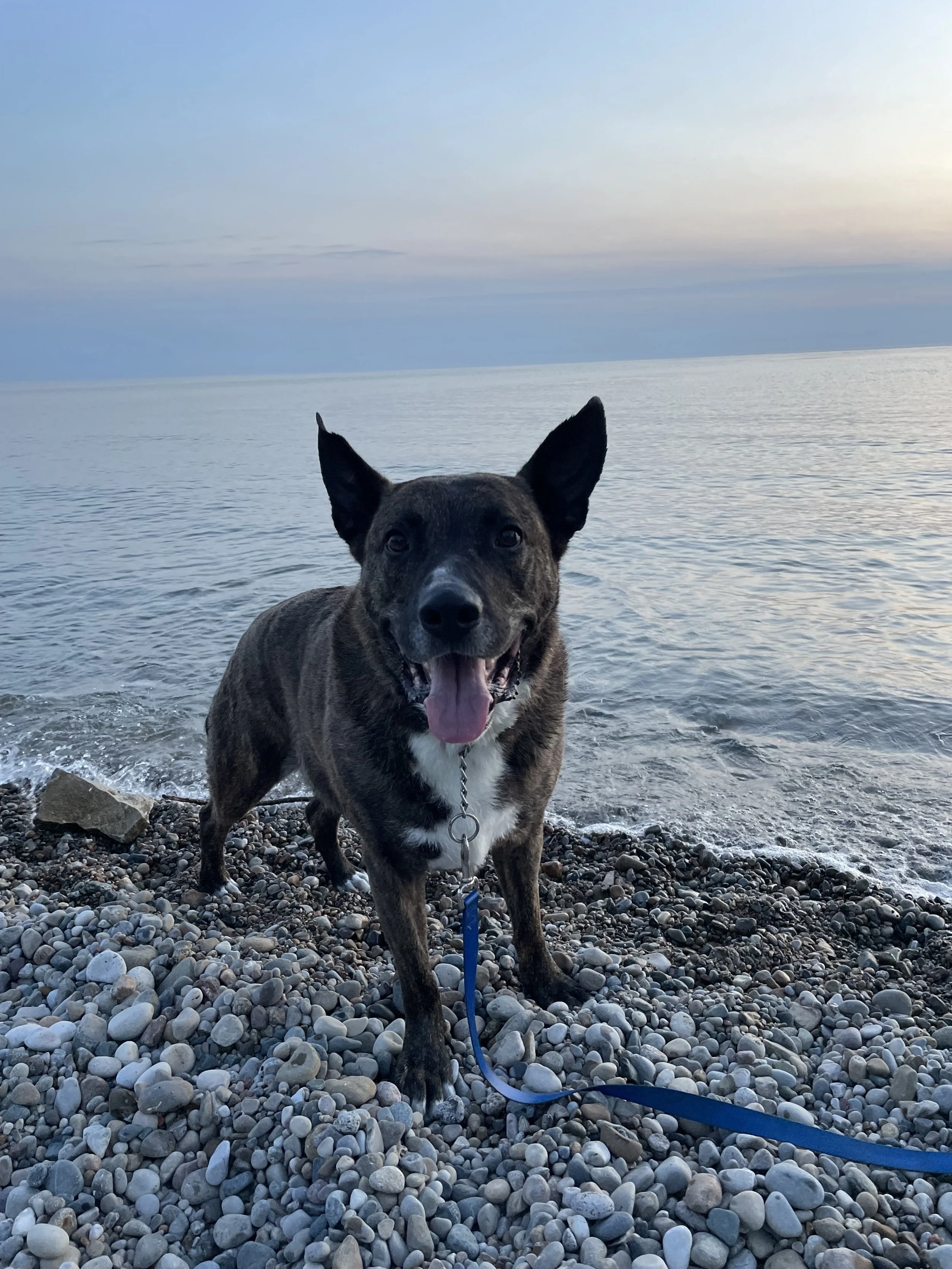 Axel is not just a dog. He is a member of our family.