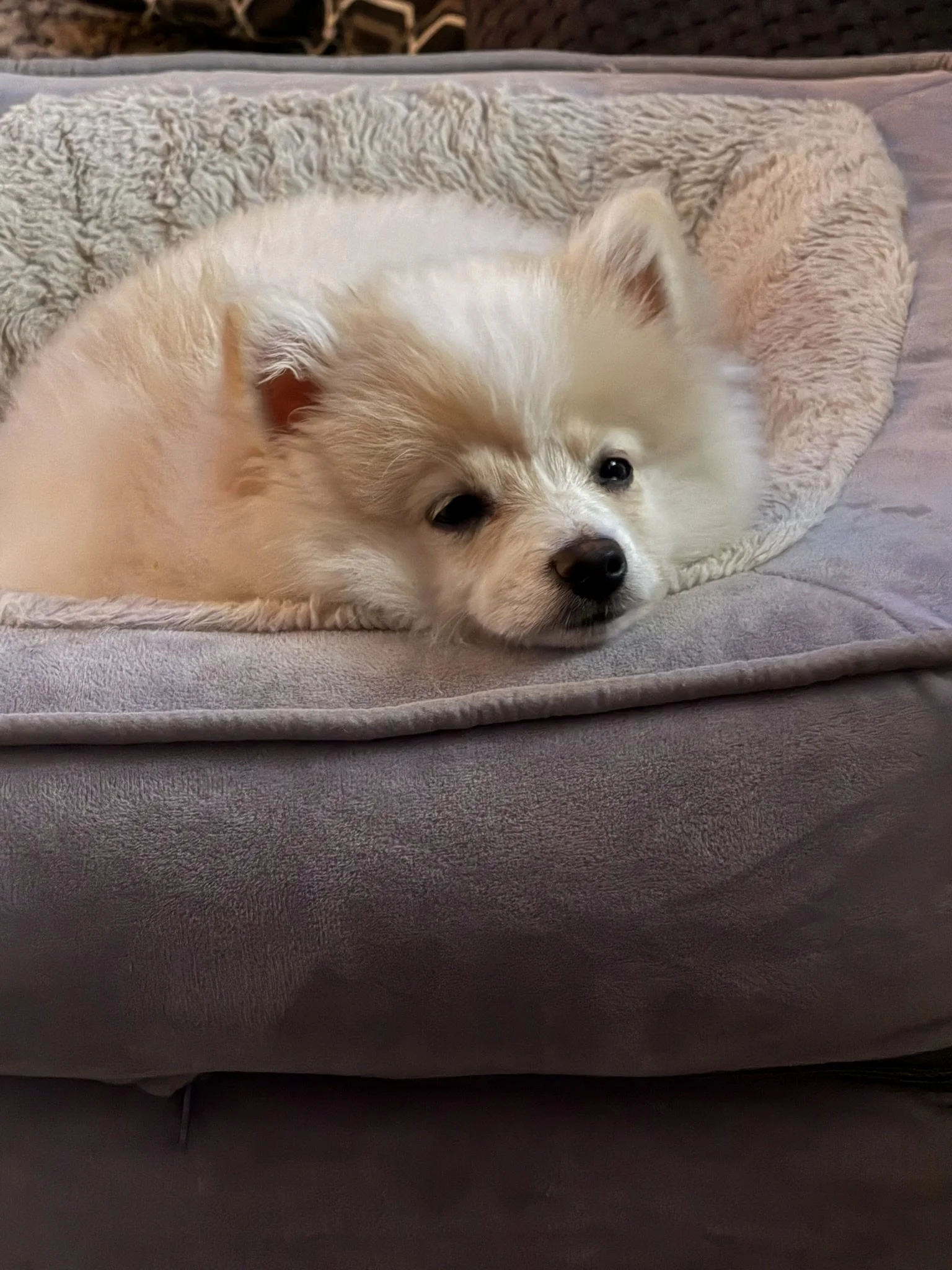 Thank you for giving our sweet Luna a second chance.