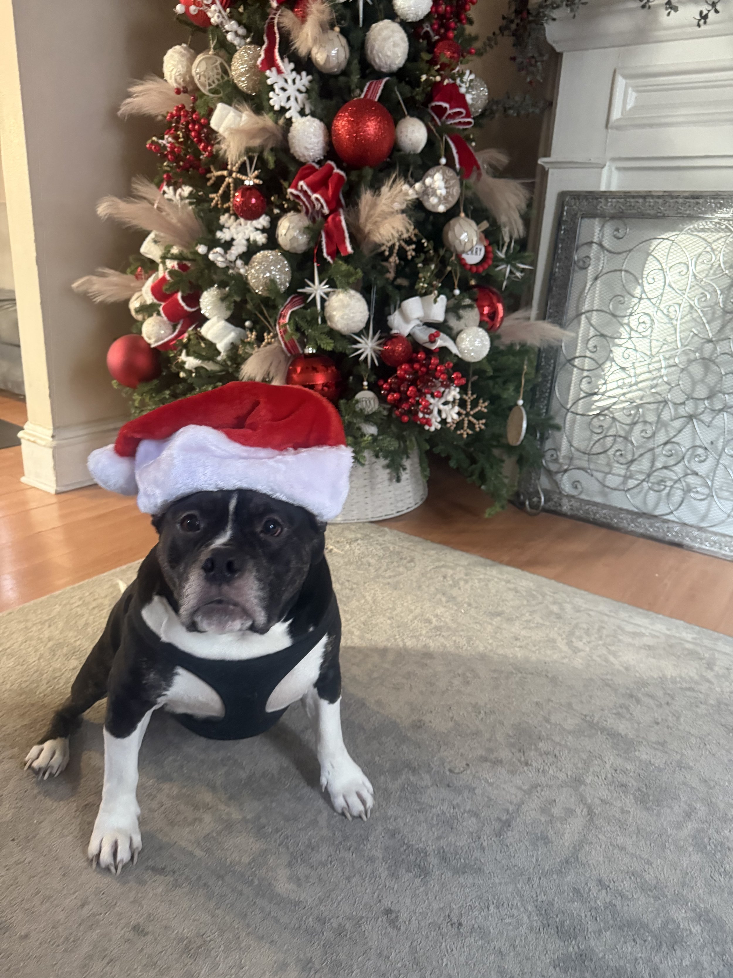 My son and I are forever grateful for your help as Chico is the best dog.