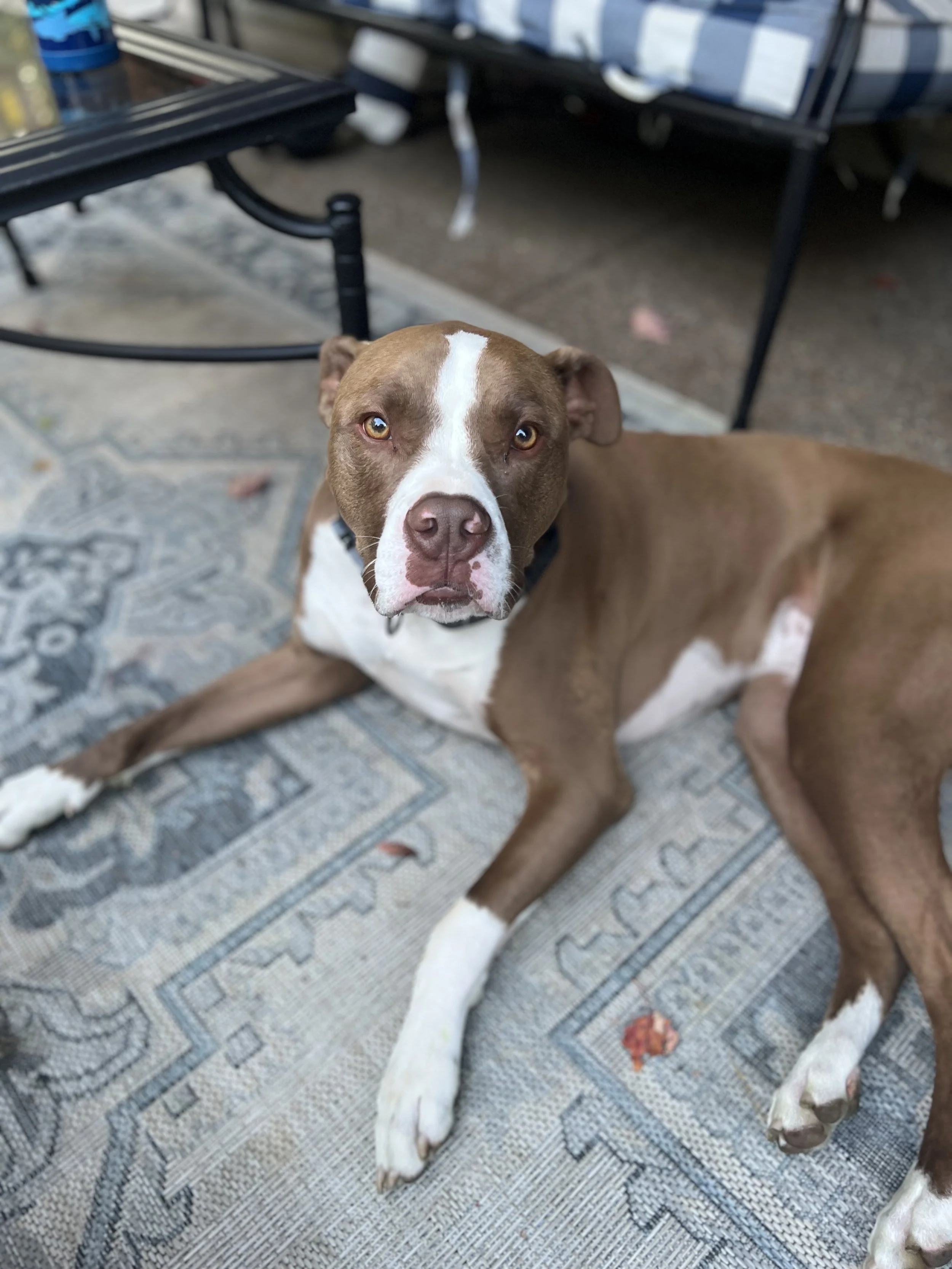 Our Tank is part of our family and it is devastating that we can’t just easily provide him with this surgery!