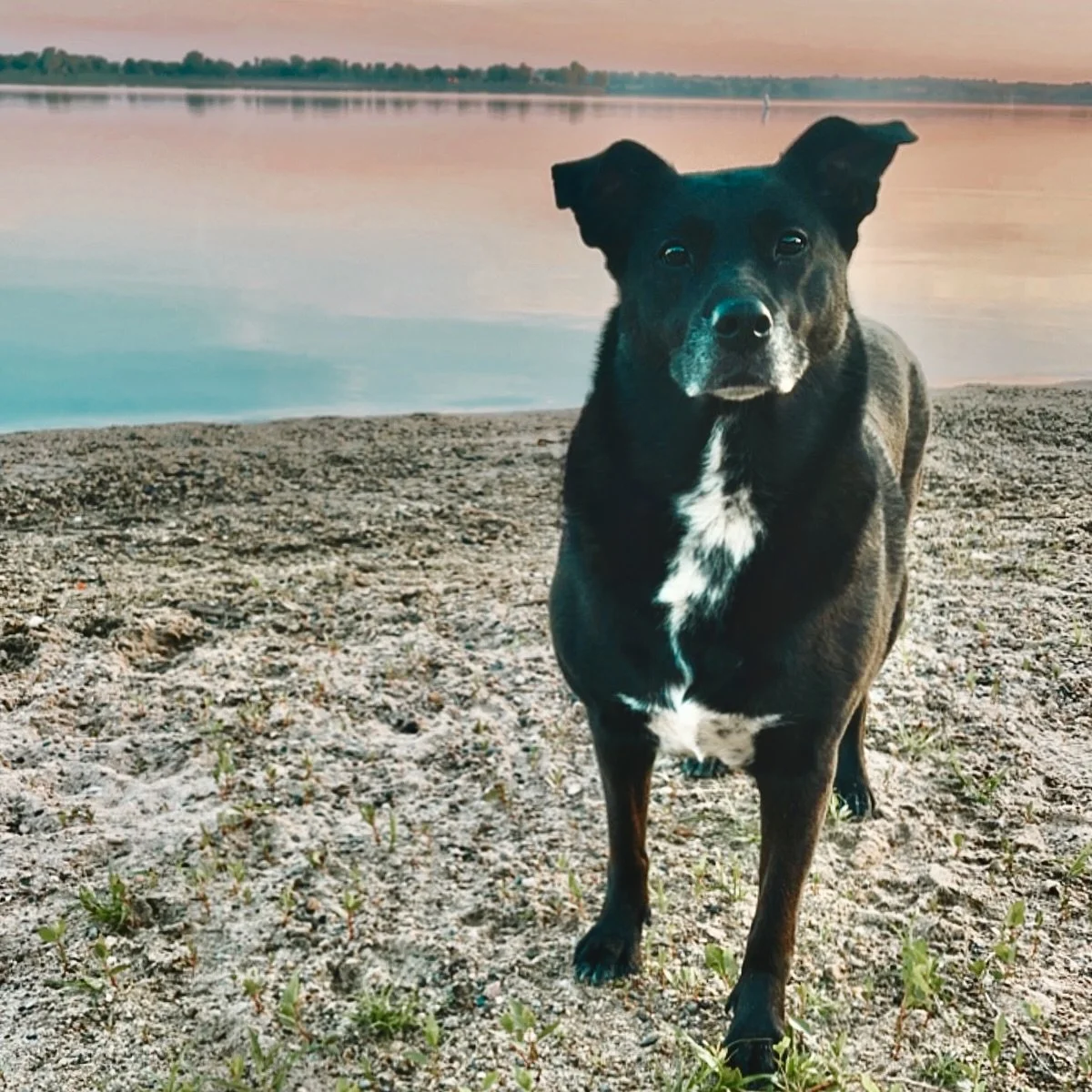 I'm sure a lot of owners say this, but Opal is not a dog. I swear she is my baby soul mate..