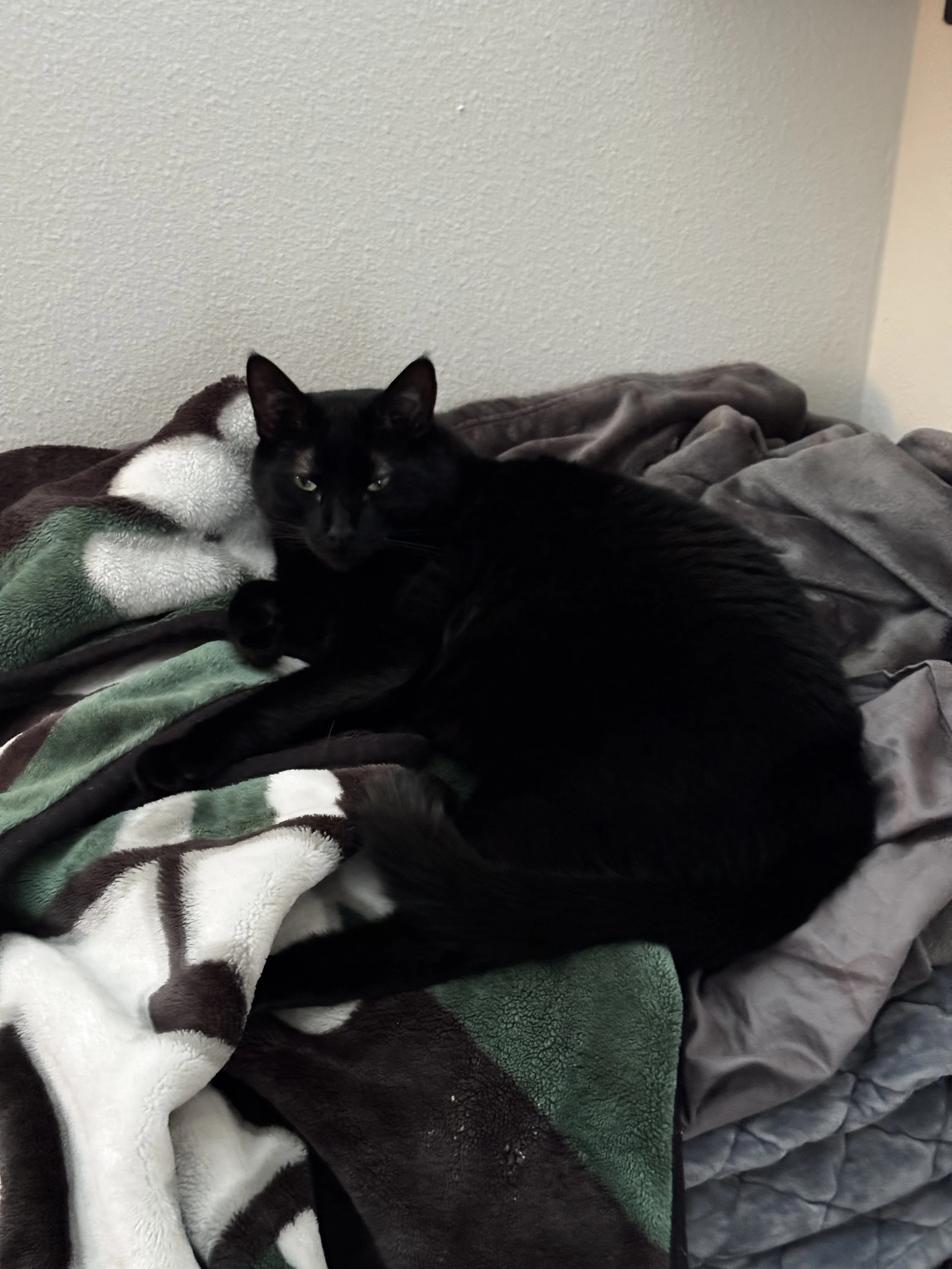 My Enzo is my whole life.