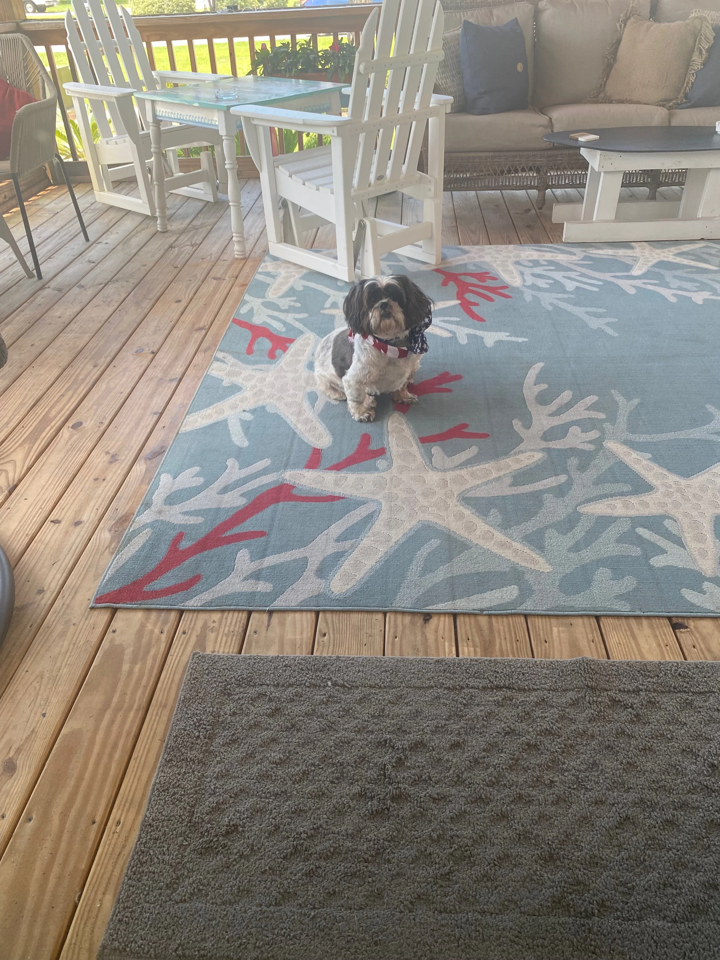 Jace is a beautiful dog with a wonderful personality.