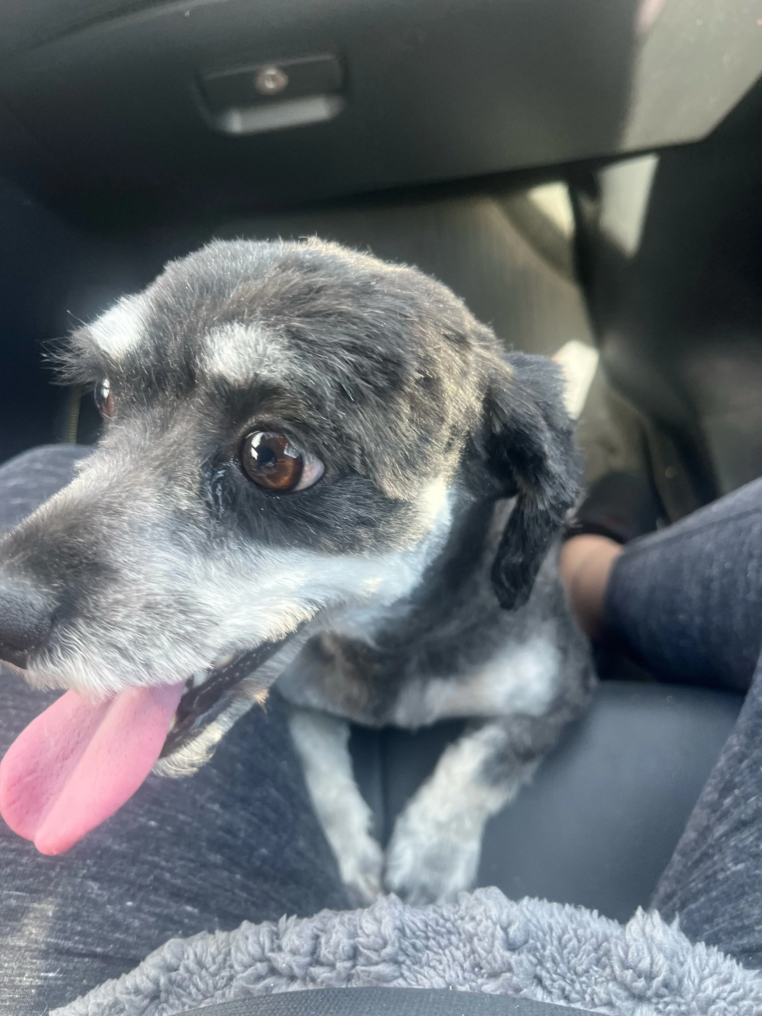 Missy means the world to us and I’m so grateful to let her live more years with our family