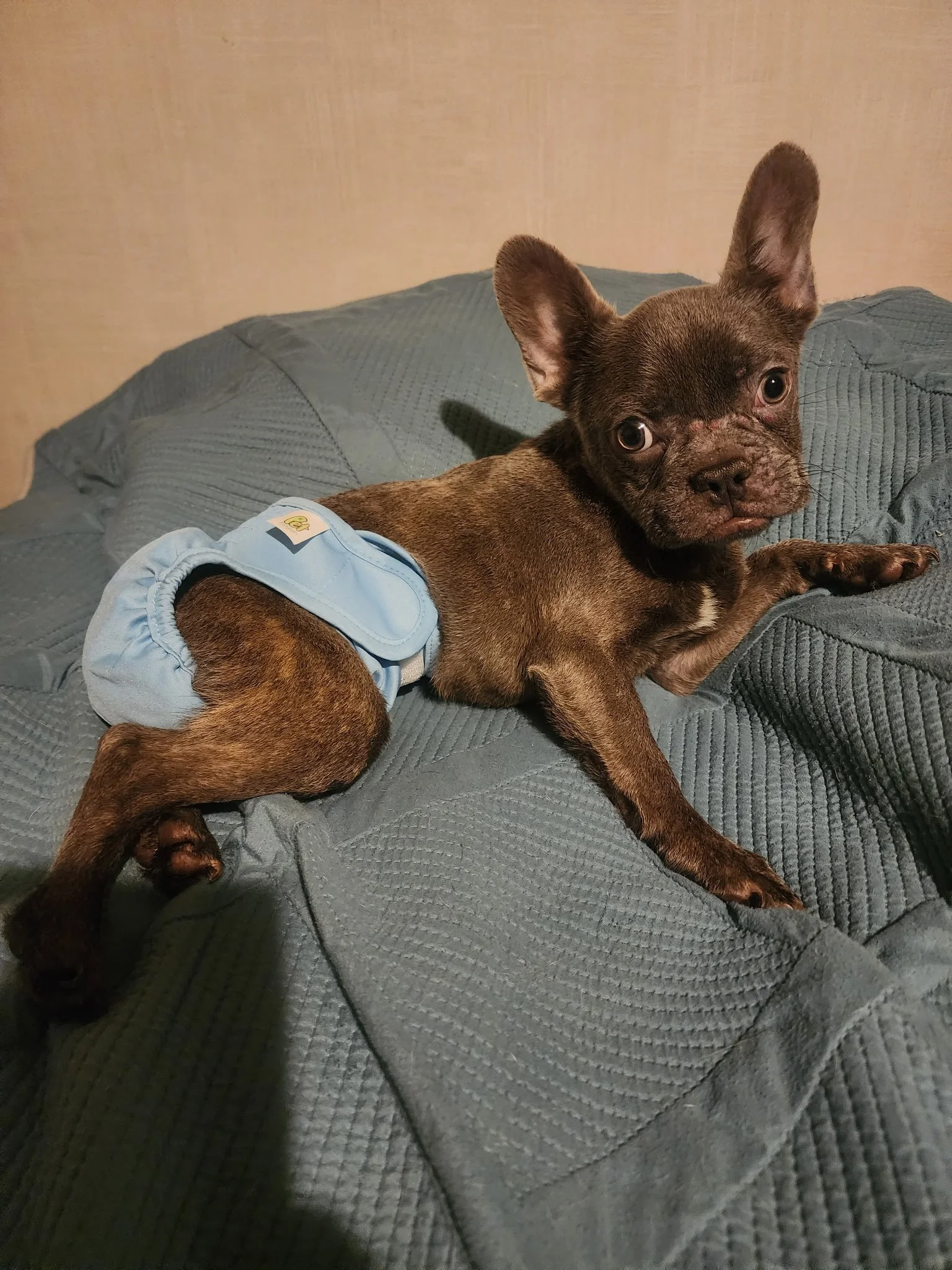 Bean was suffering from a rectal prolapse and needed urgent medical attention.