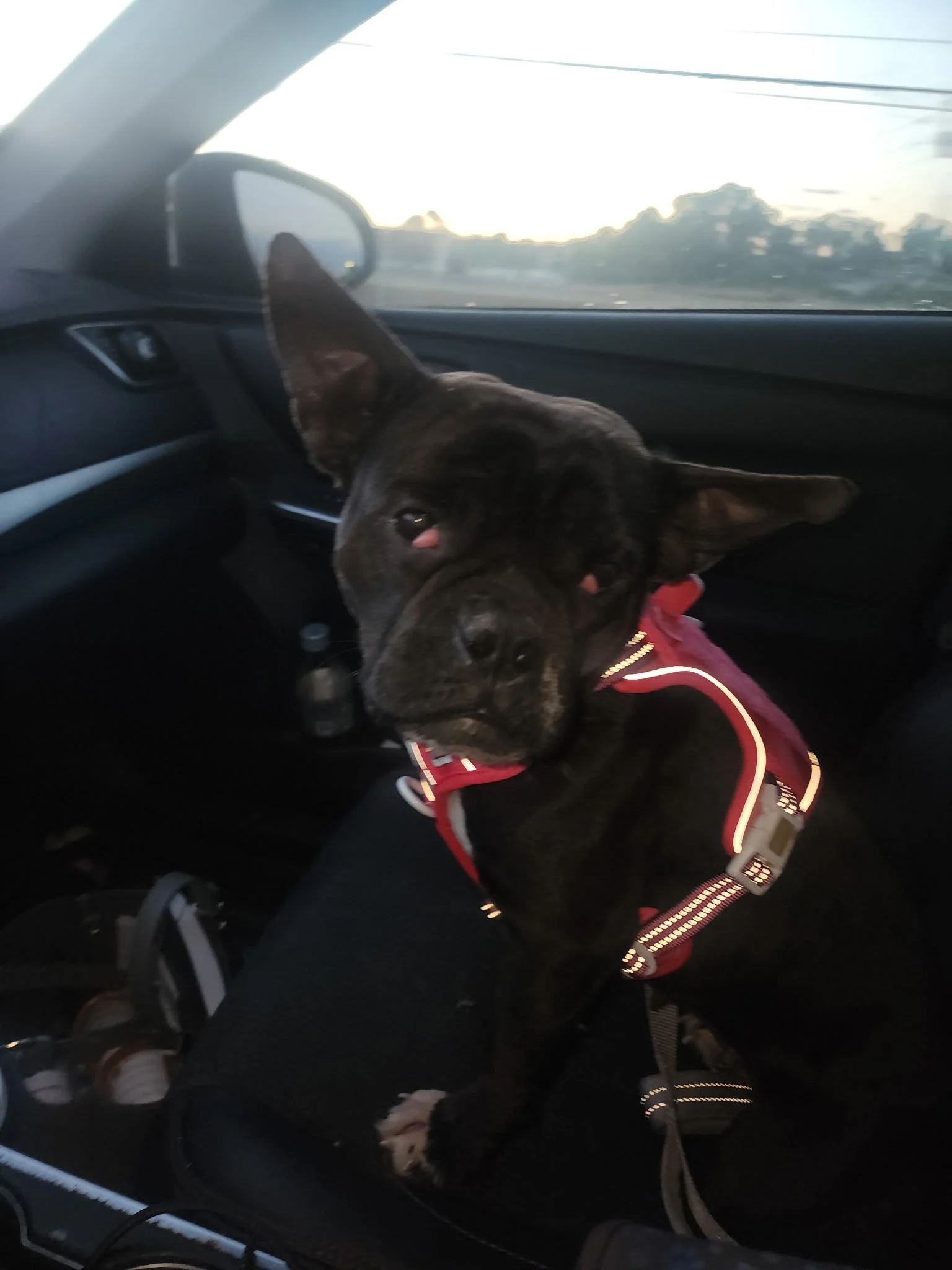 We very much appreciate the help towards Vera's surgery.