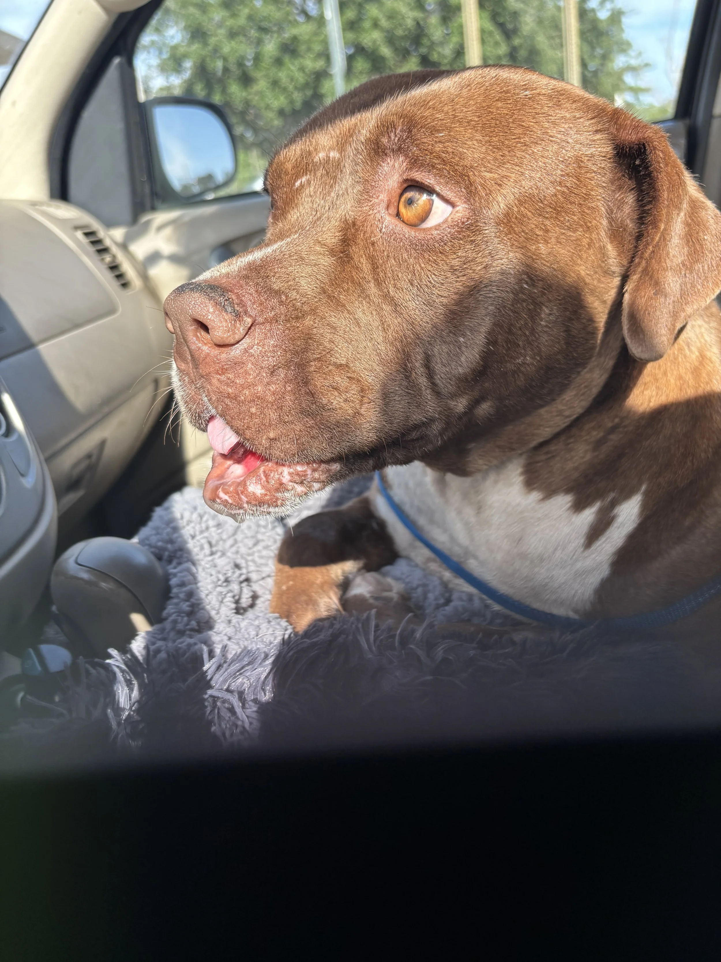 Rambo was found near a dumpster with facial trauma and a broken jaw.