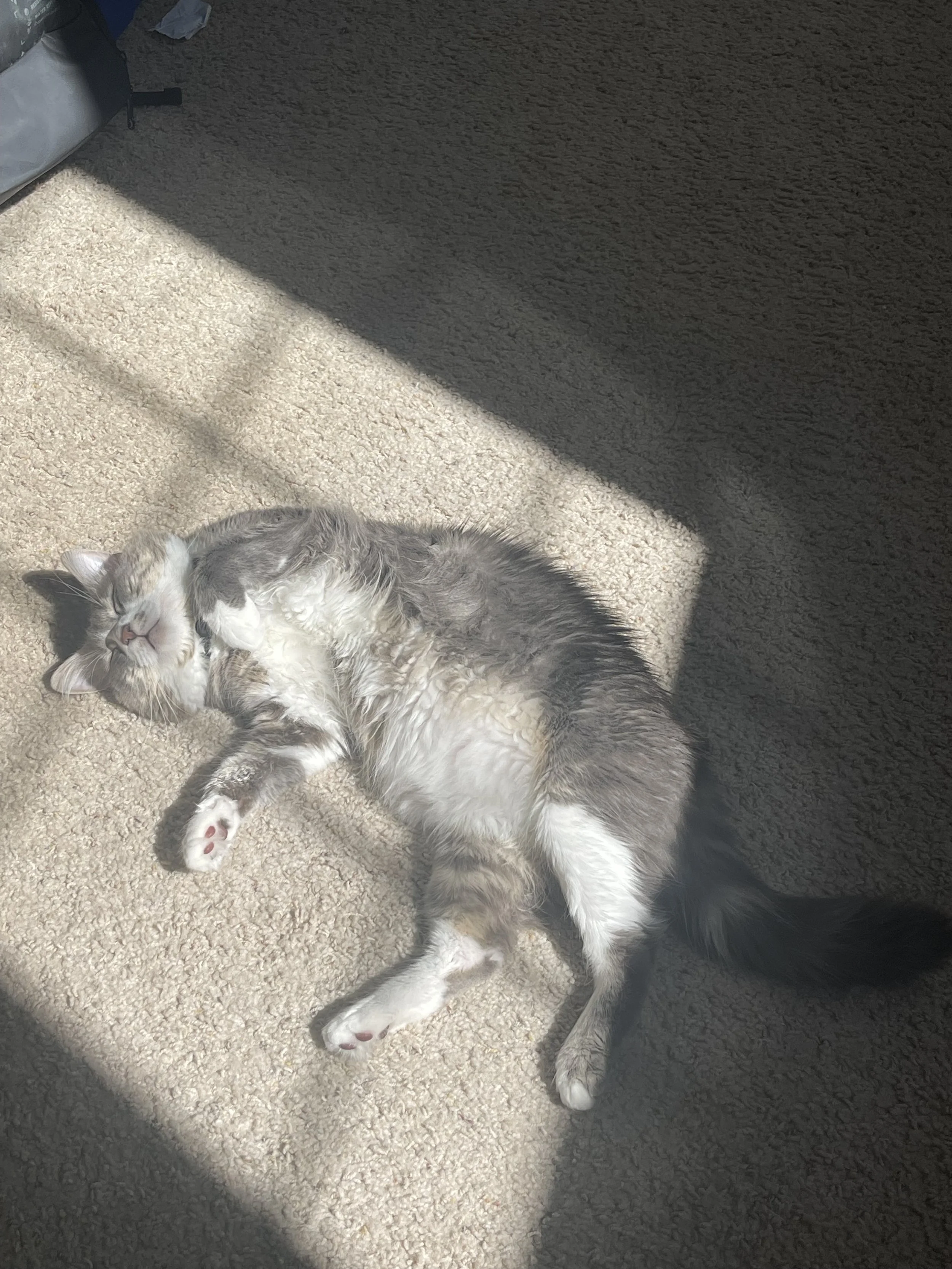 Bubba and I would like to say the biggest thank you for your love and support.