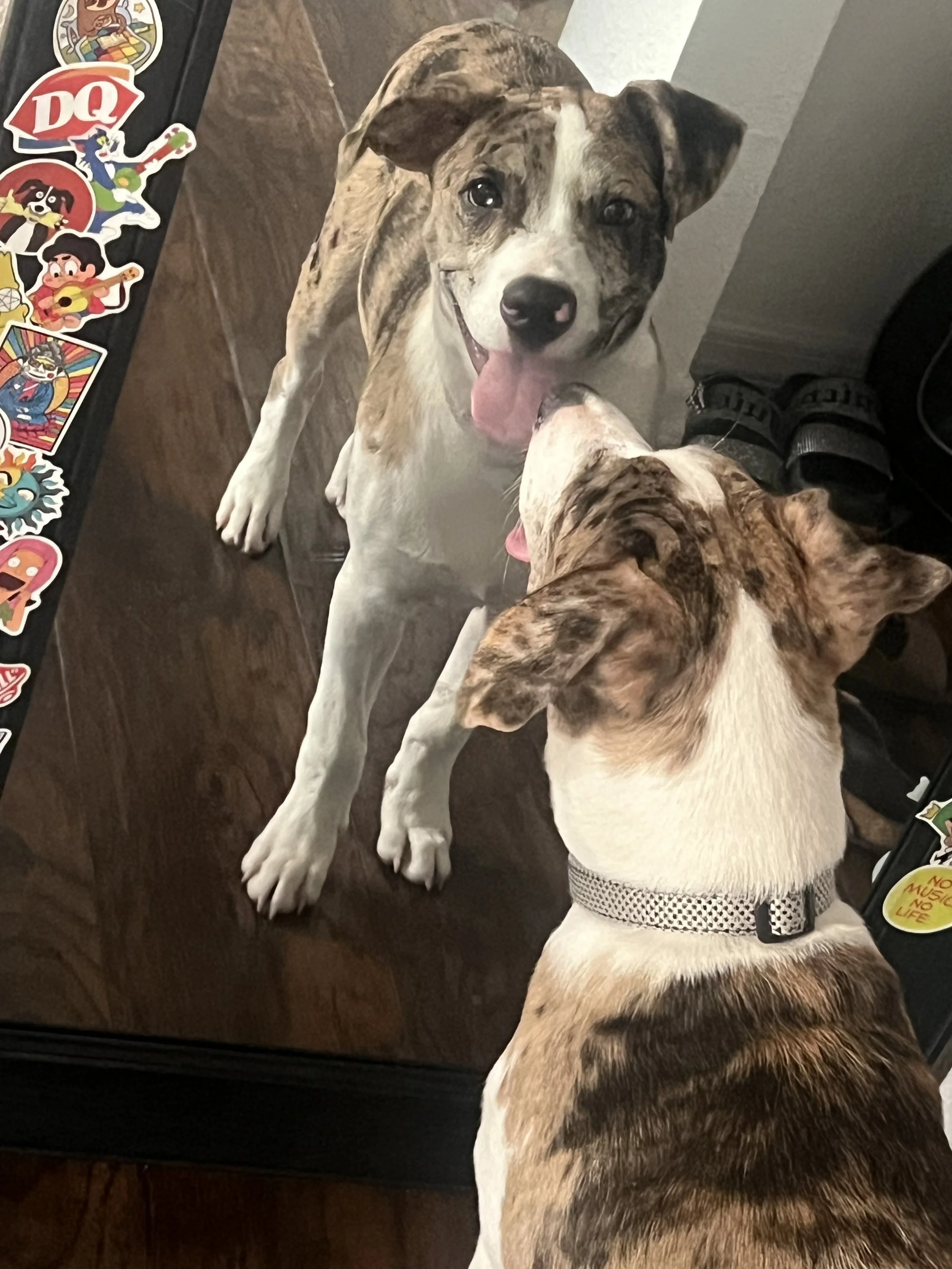 We got Kobalt when he was 6 weeks old