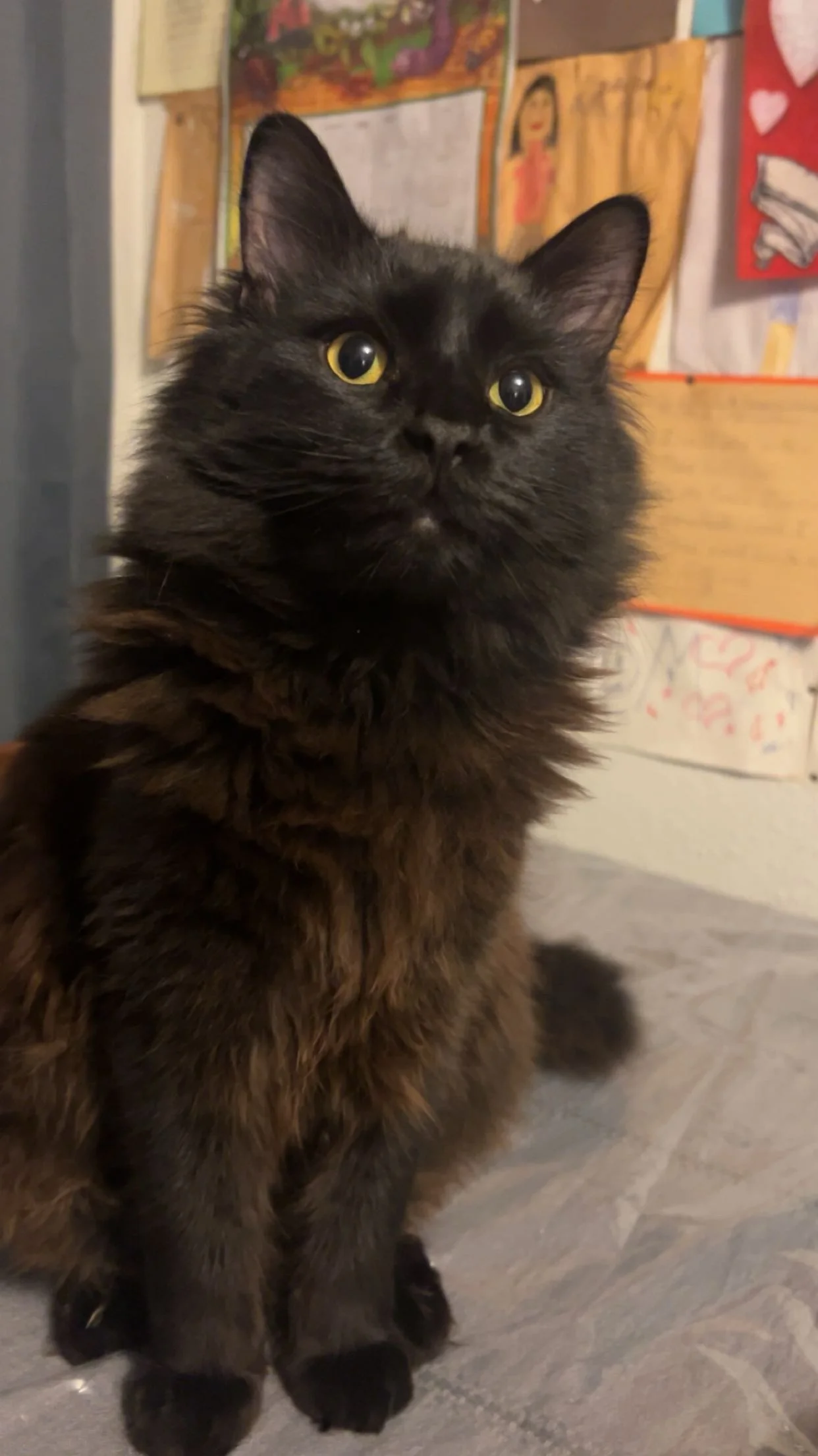 Leo doesn’t have a voice so I’m trying to be his voice and get him the proper treatment he needs.