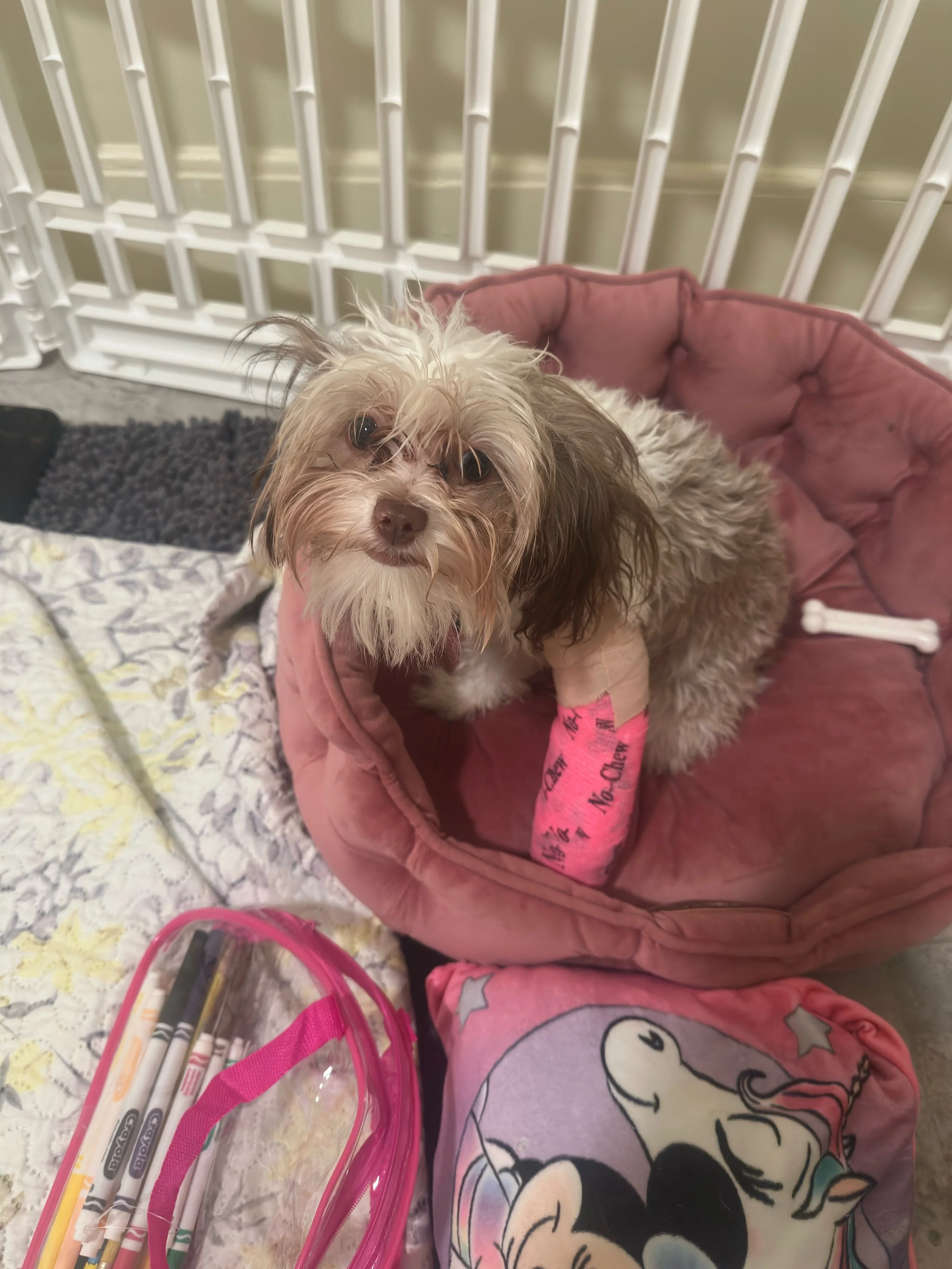 Harlei received fracture repair surgery.