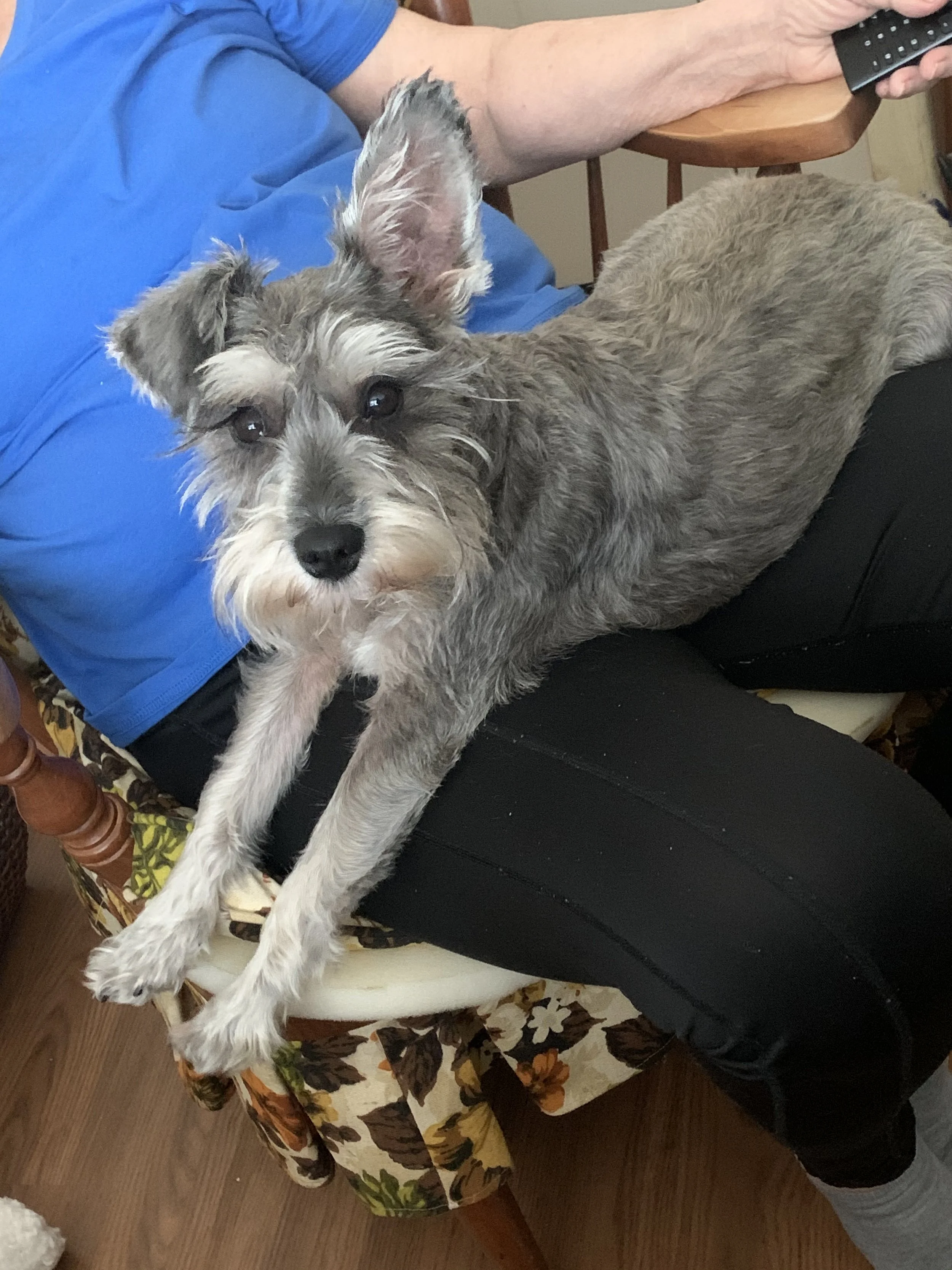 Pepper was able to receive the surgery she needed