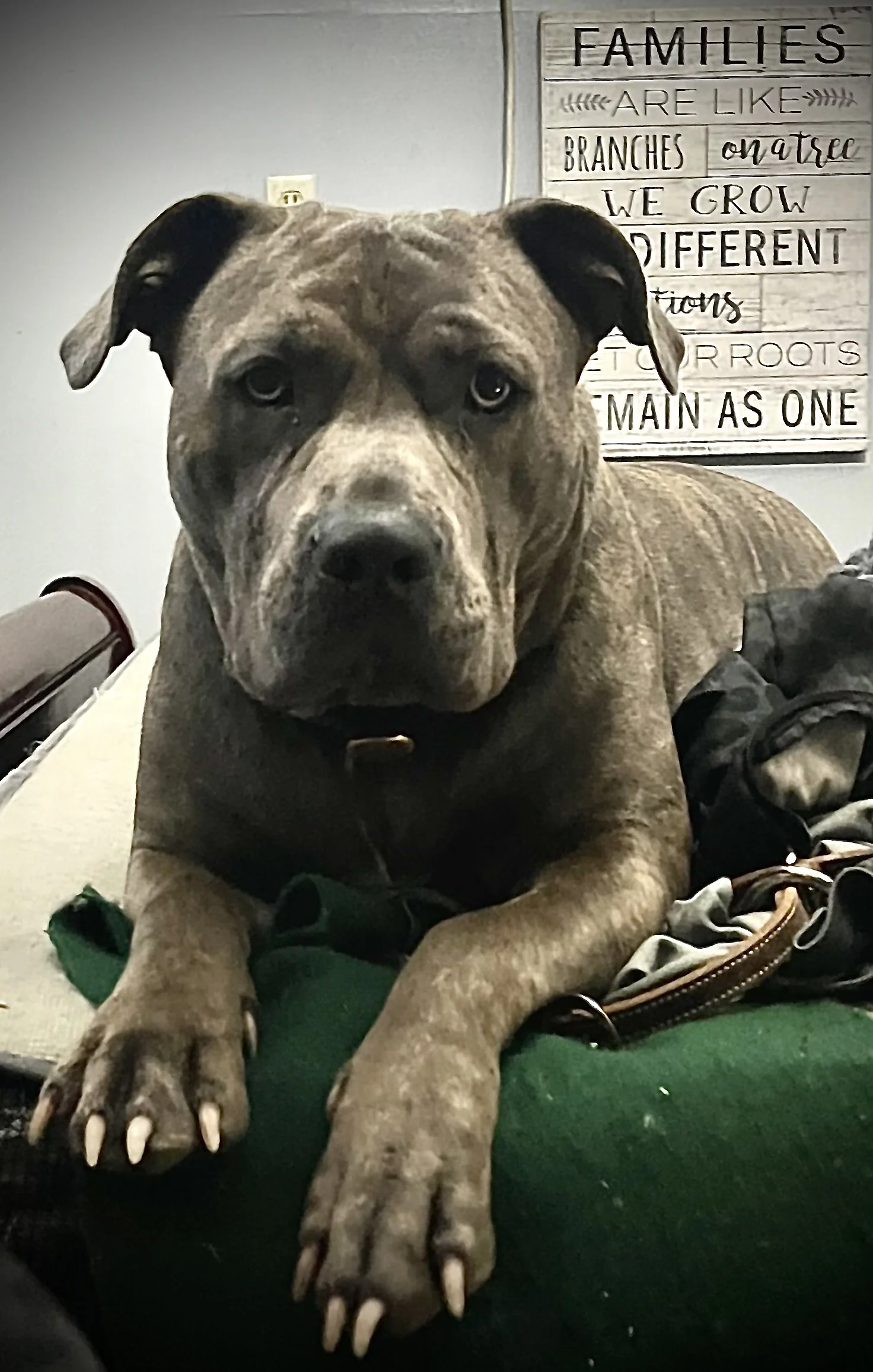 I thank you from the bottom of my heart because without you I might not have my fur baby, Loki, with me much longer.