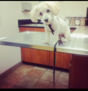 To the kind people helping me with the funds for Spike, I cannot thank you enough for giving him a second chance