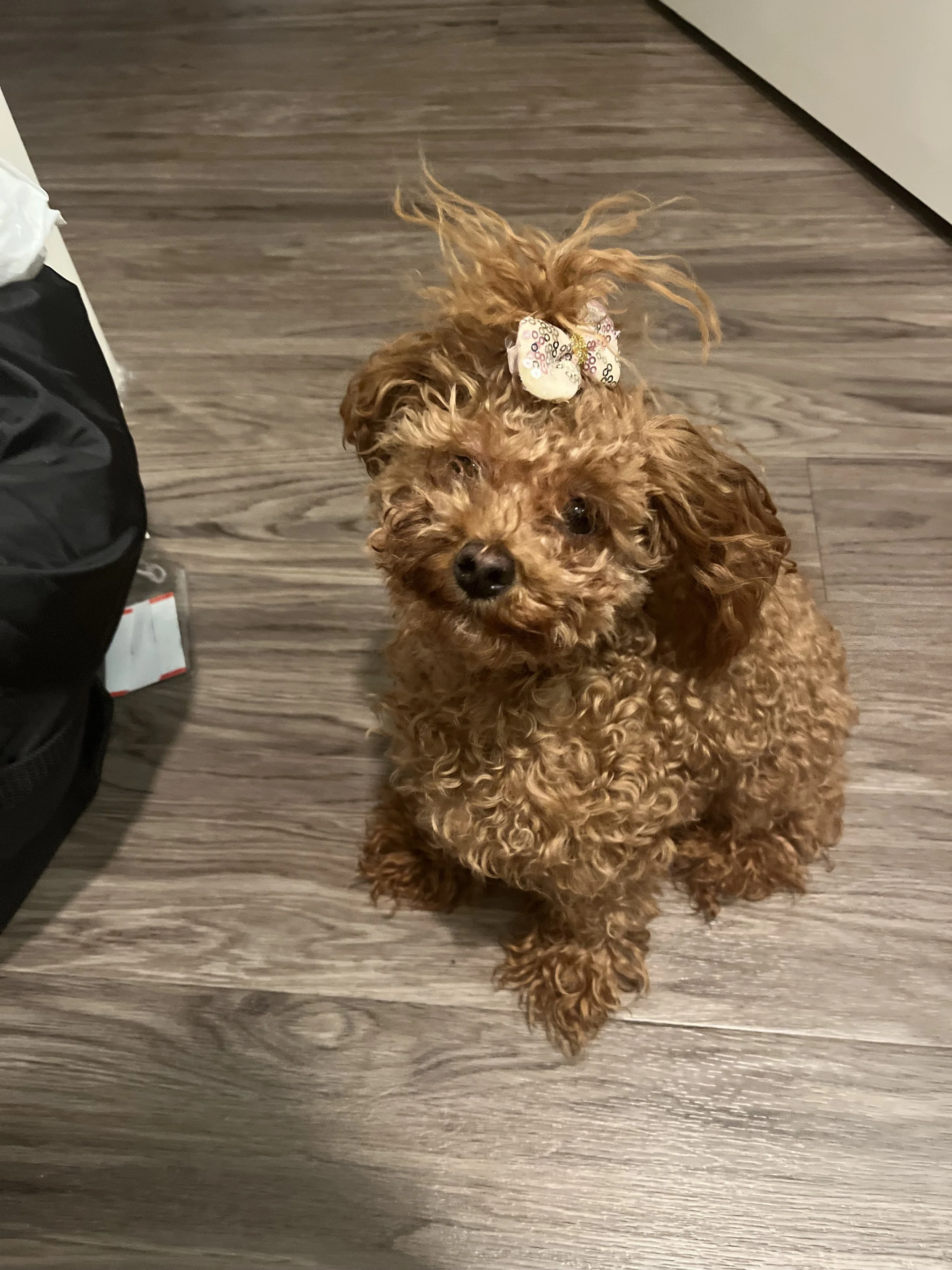 I want to sincerely thank you for giving me the opportunity to preserve the life of my best friend, Ruby. 