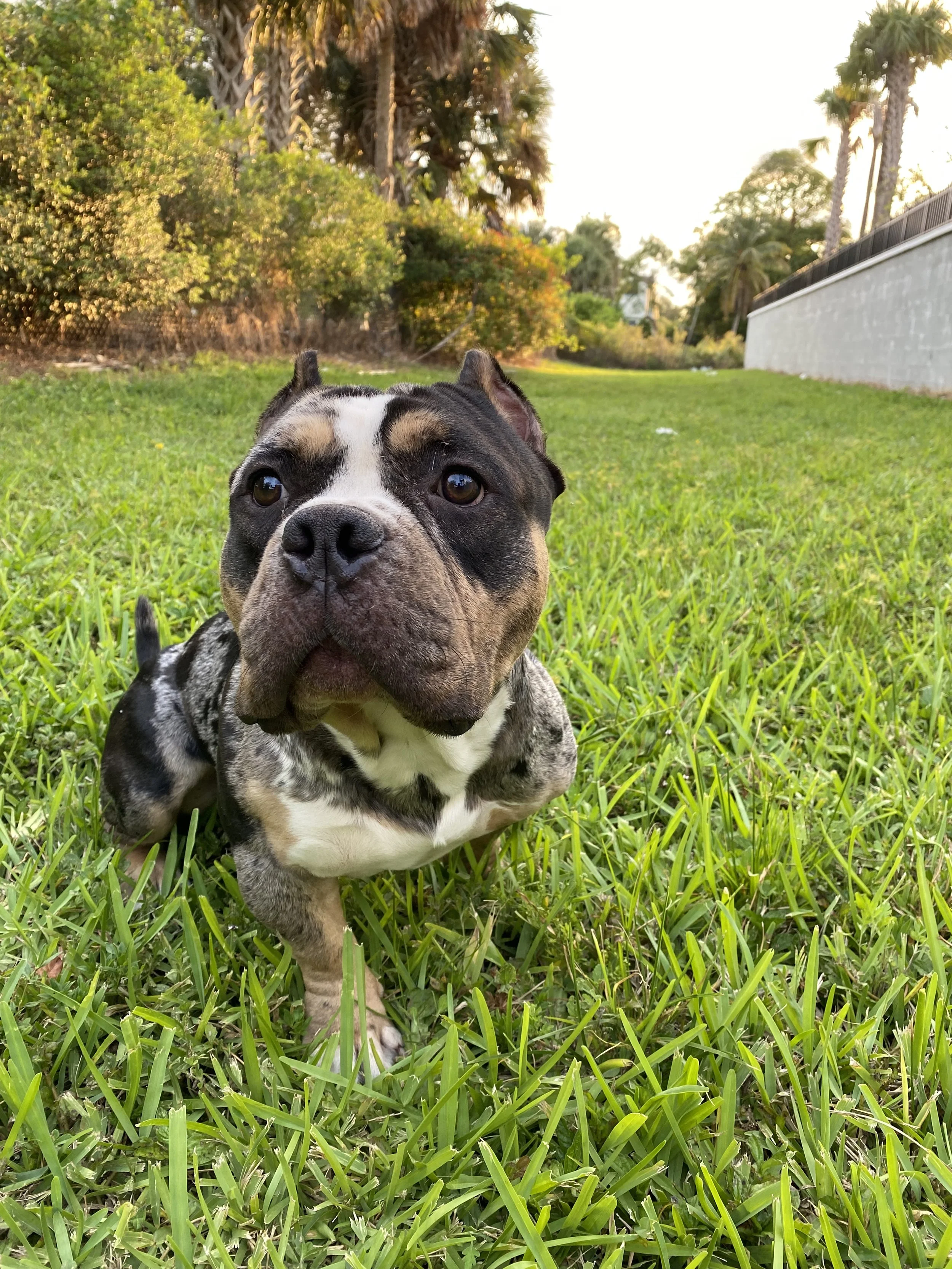 Draco is my third baby.