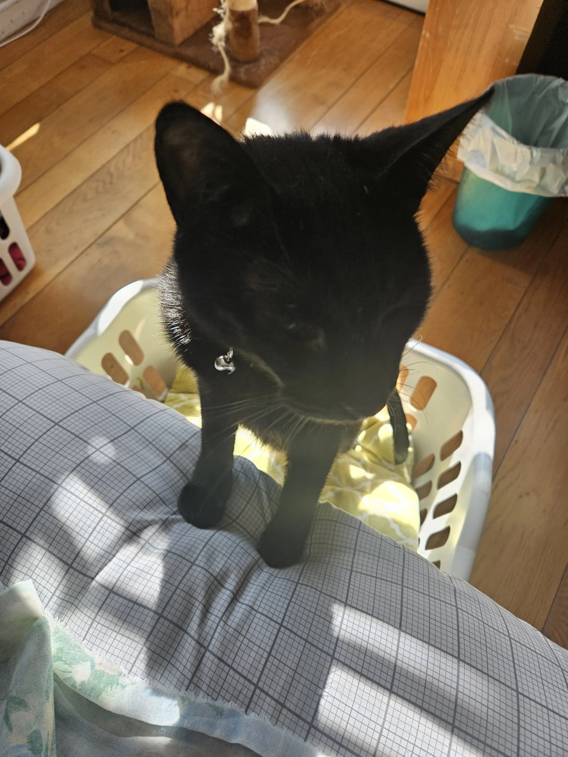 I would like to thank you for donating to the Panthers' eye surgery.