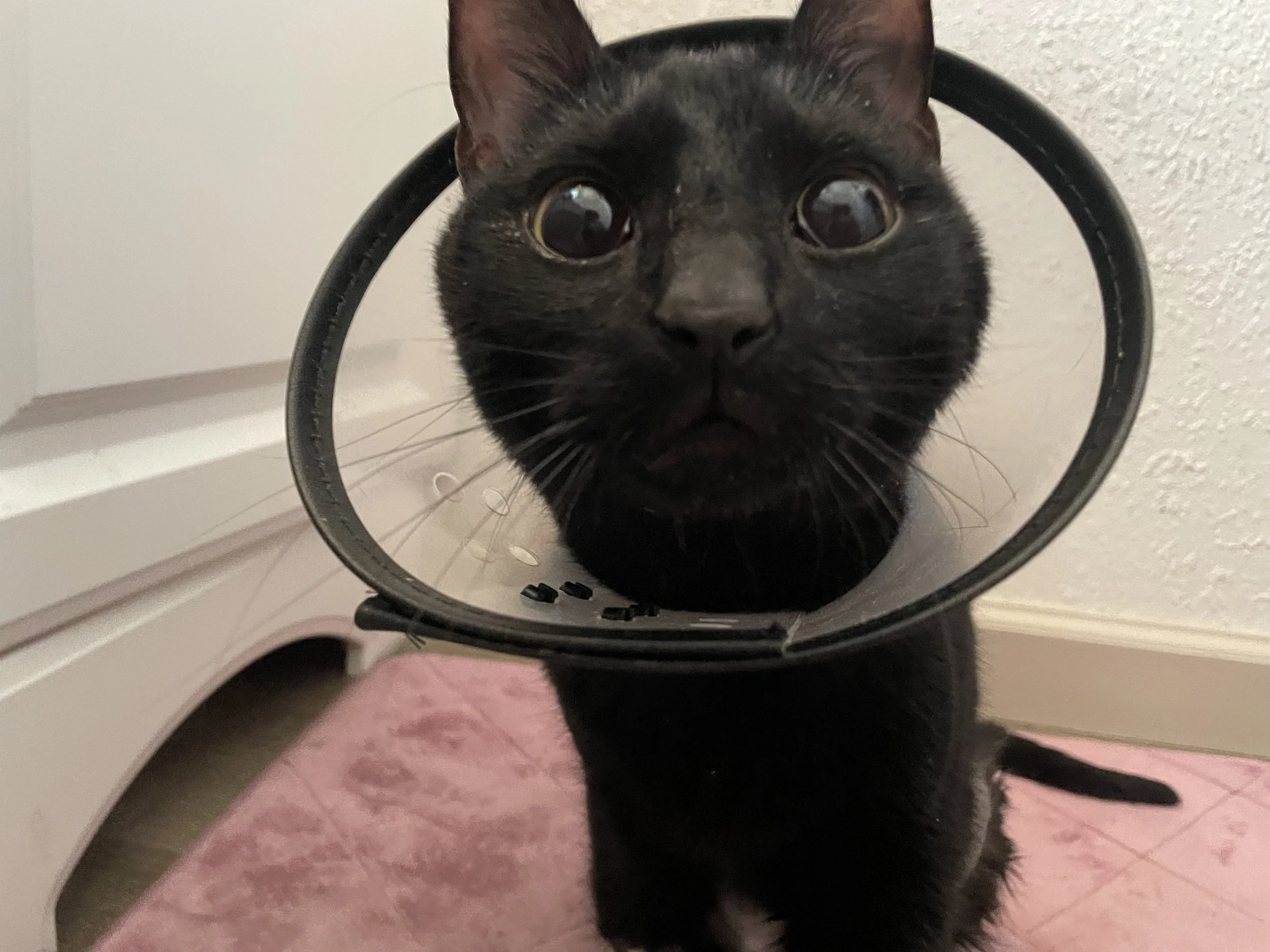 Thank you so much for helping Binx.