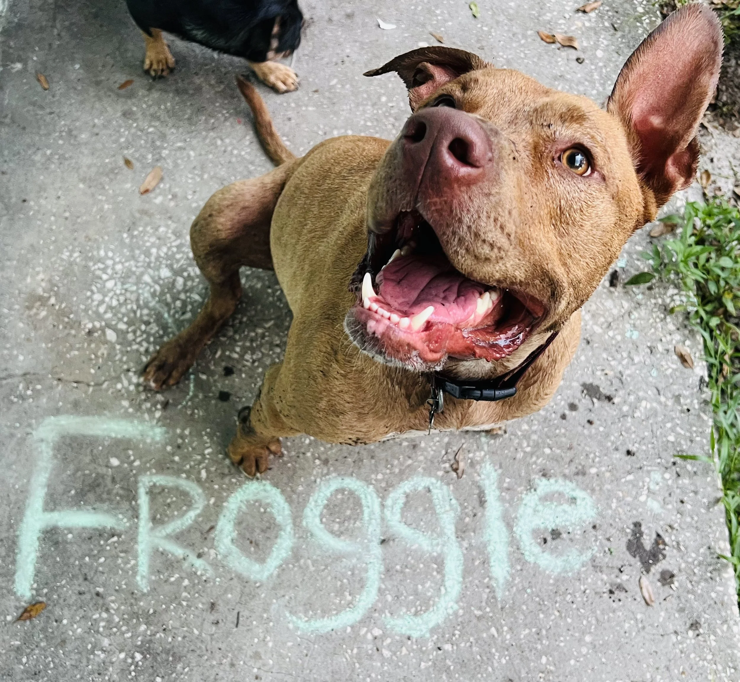 Thank you to each and every donor that has donated to help our Froggie.