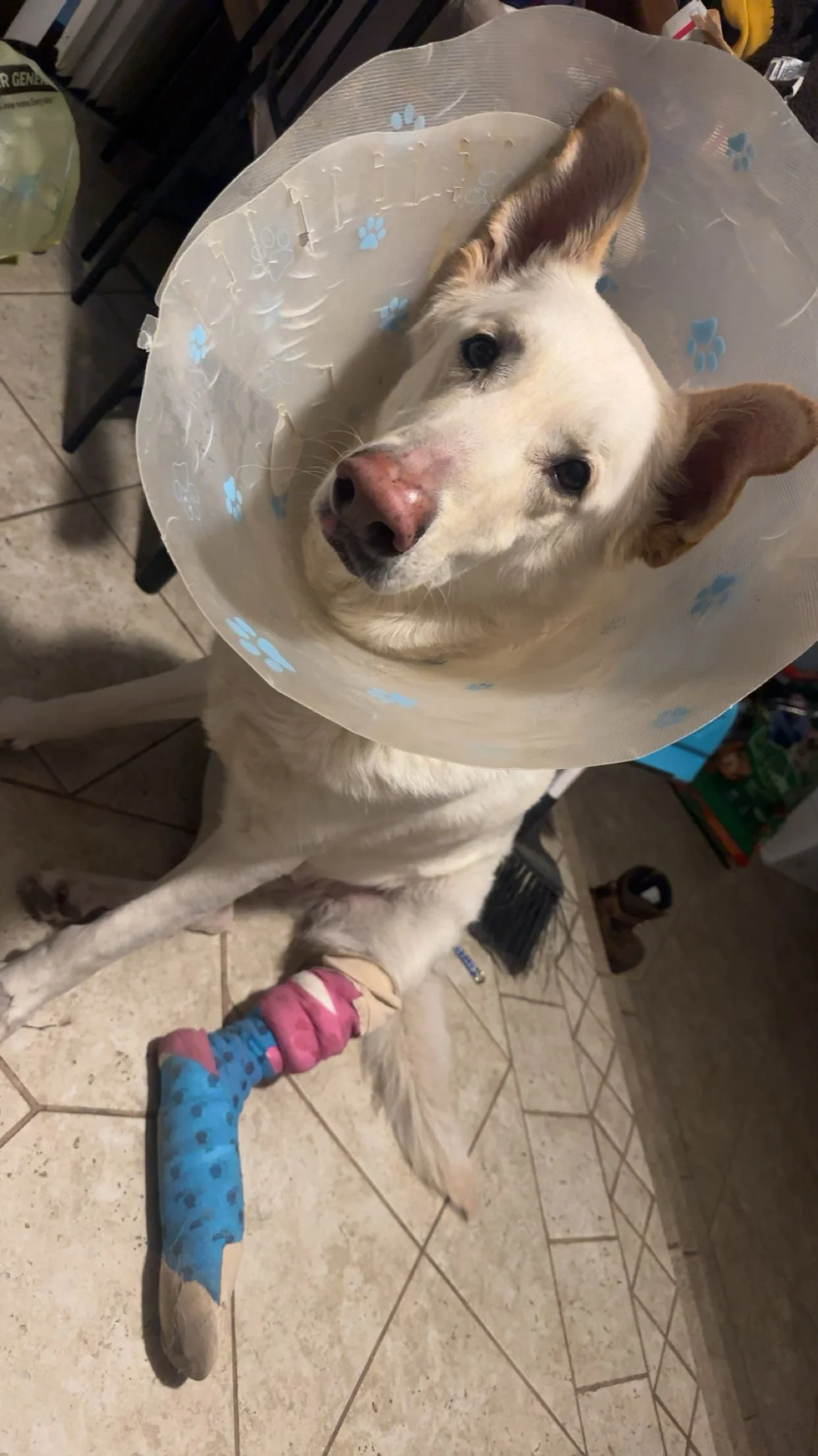 Thank you for helping us with Macho