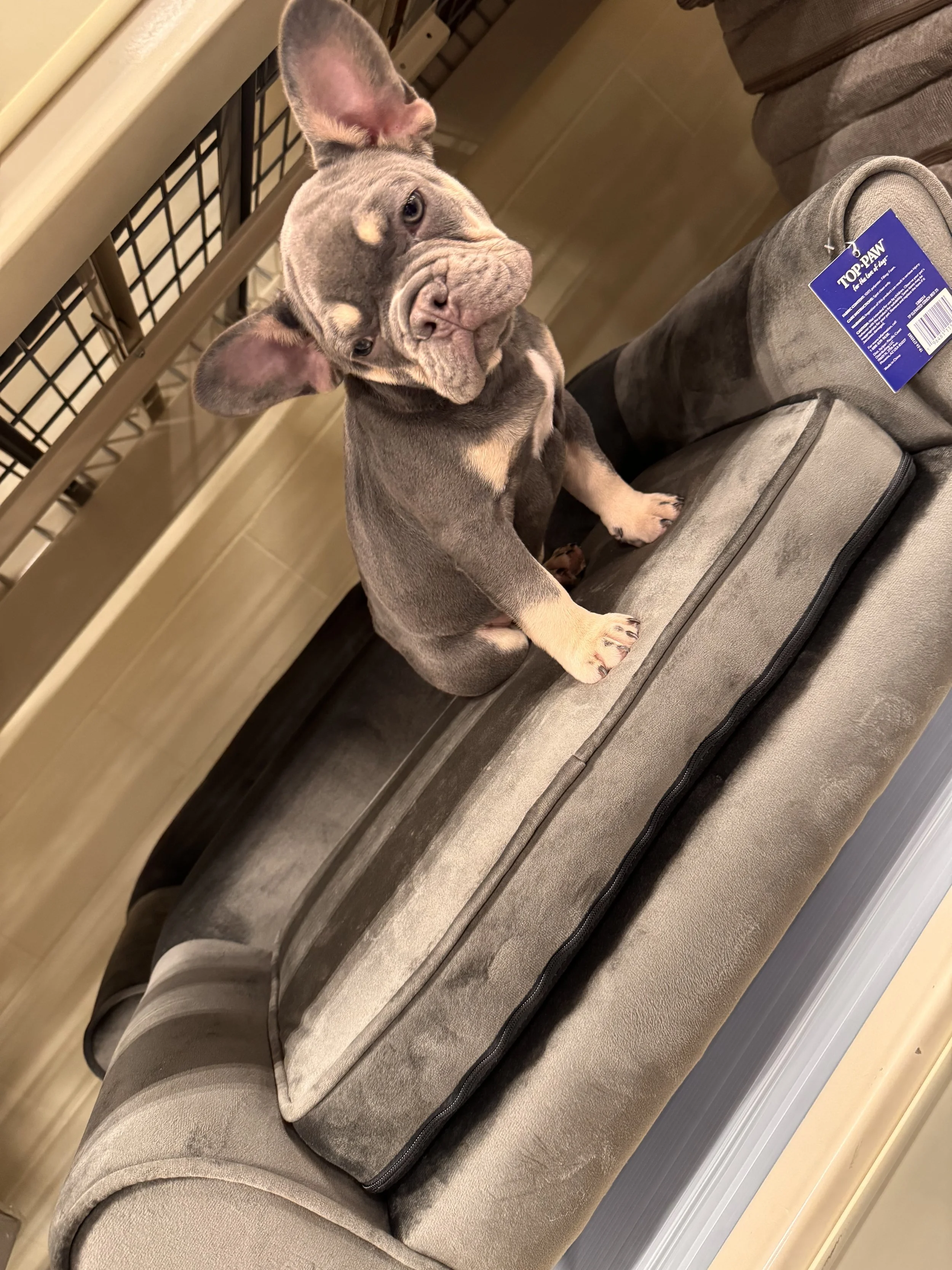 My fur baby Bleu means so much to me